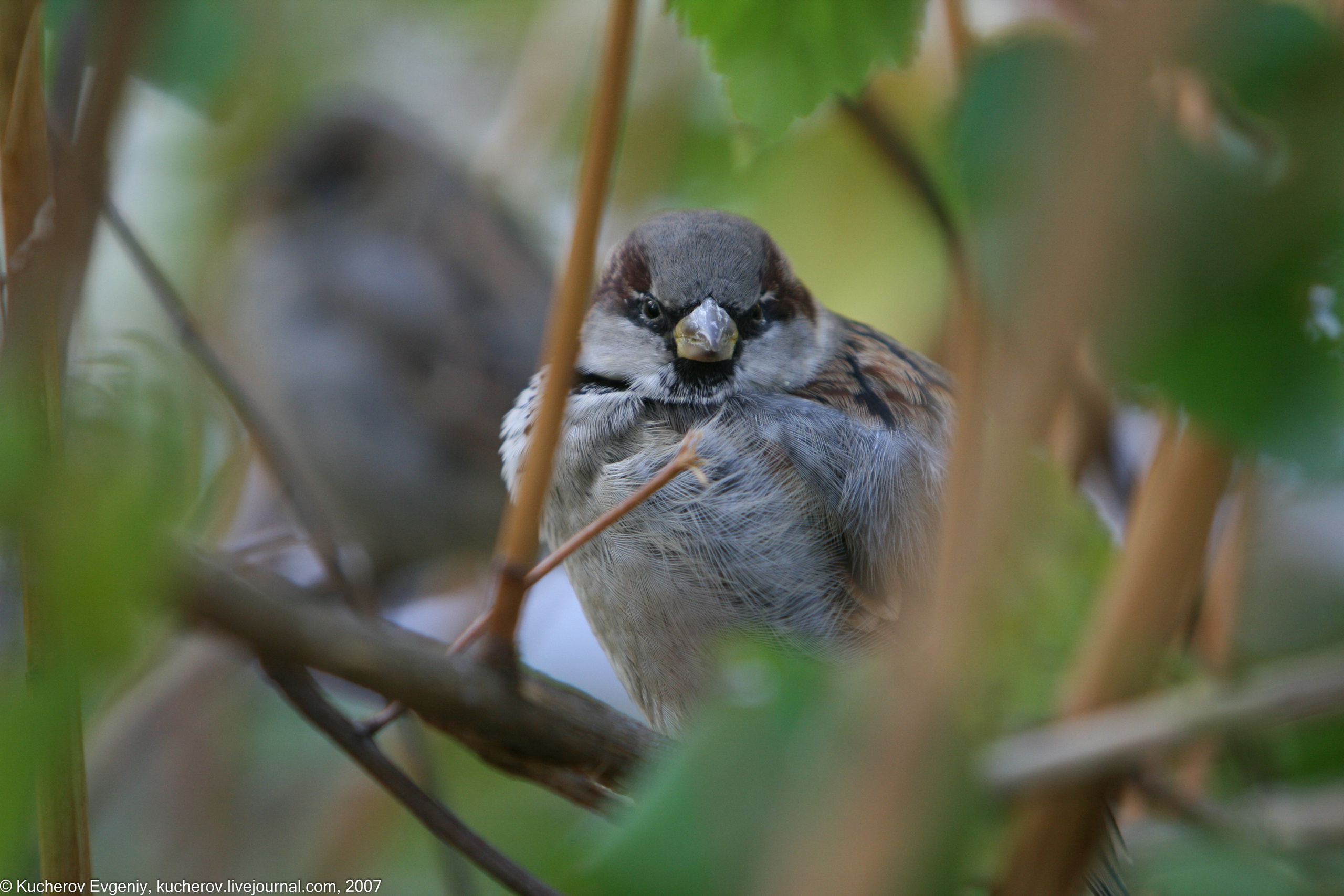 Животные. Кучеров Евгений. Фотограф