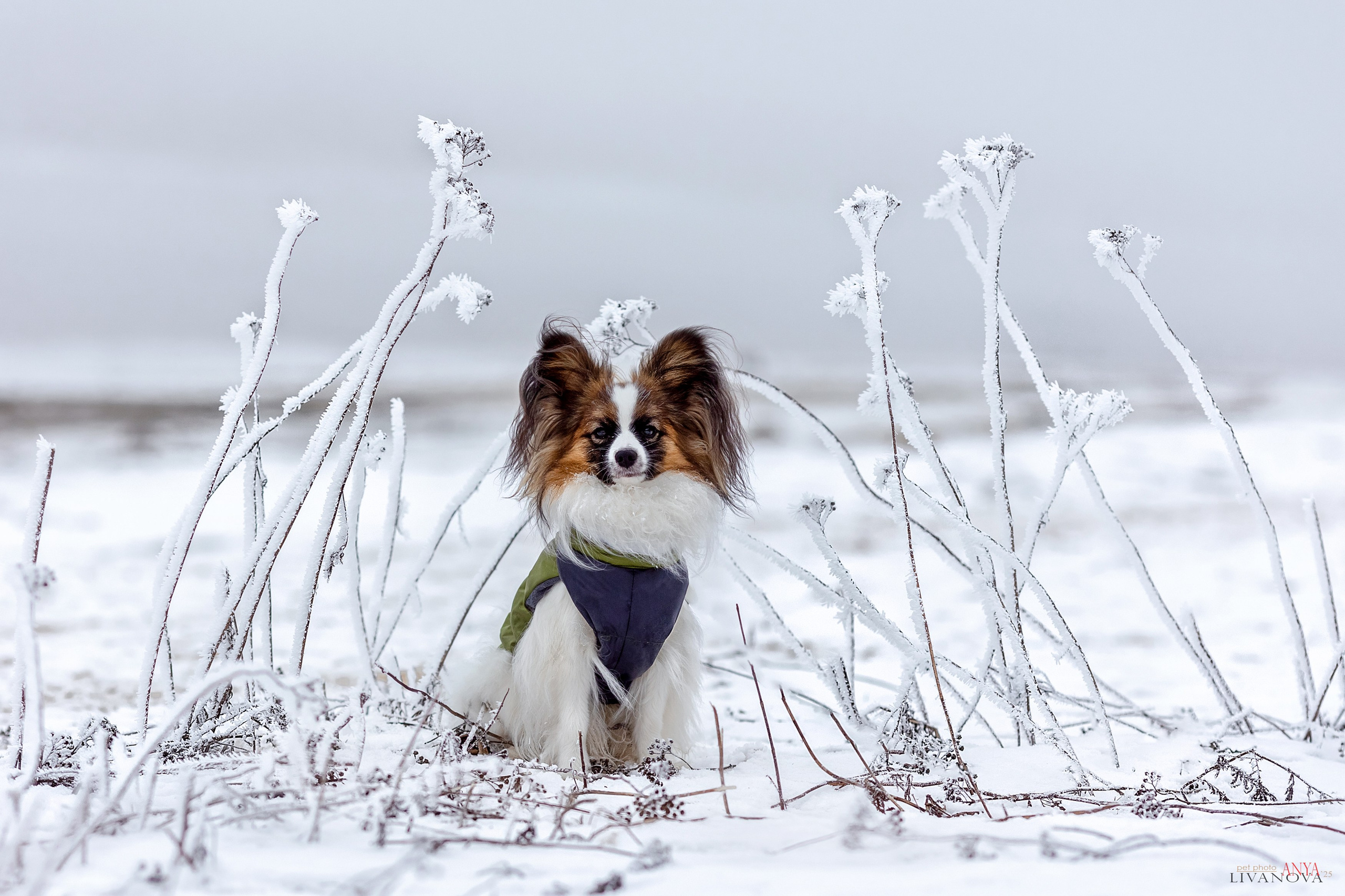 Хьюстон. Фотограф анималист Аня Ливанова | Рыбинск