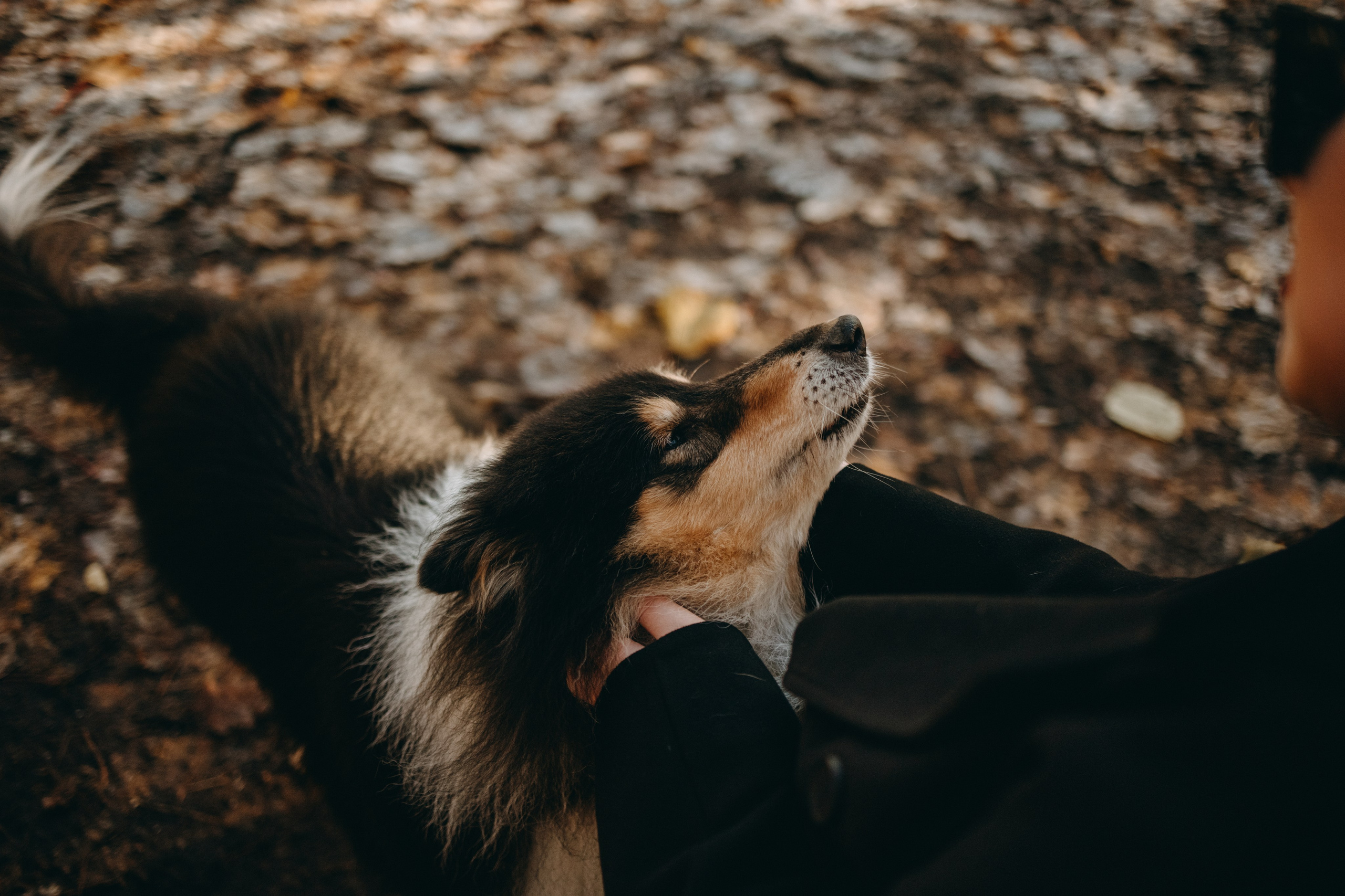 Ия и Барт. Фотограф — Анималист | Санкт-Петербург