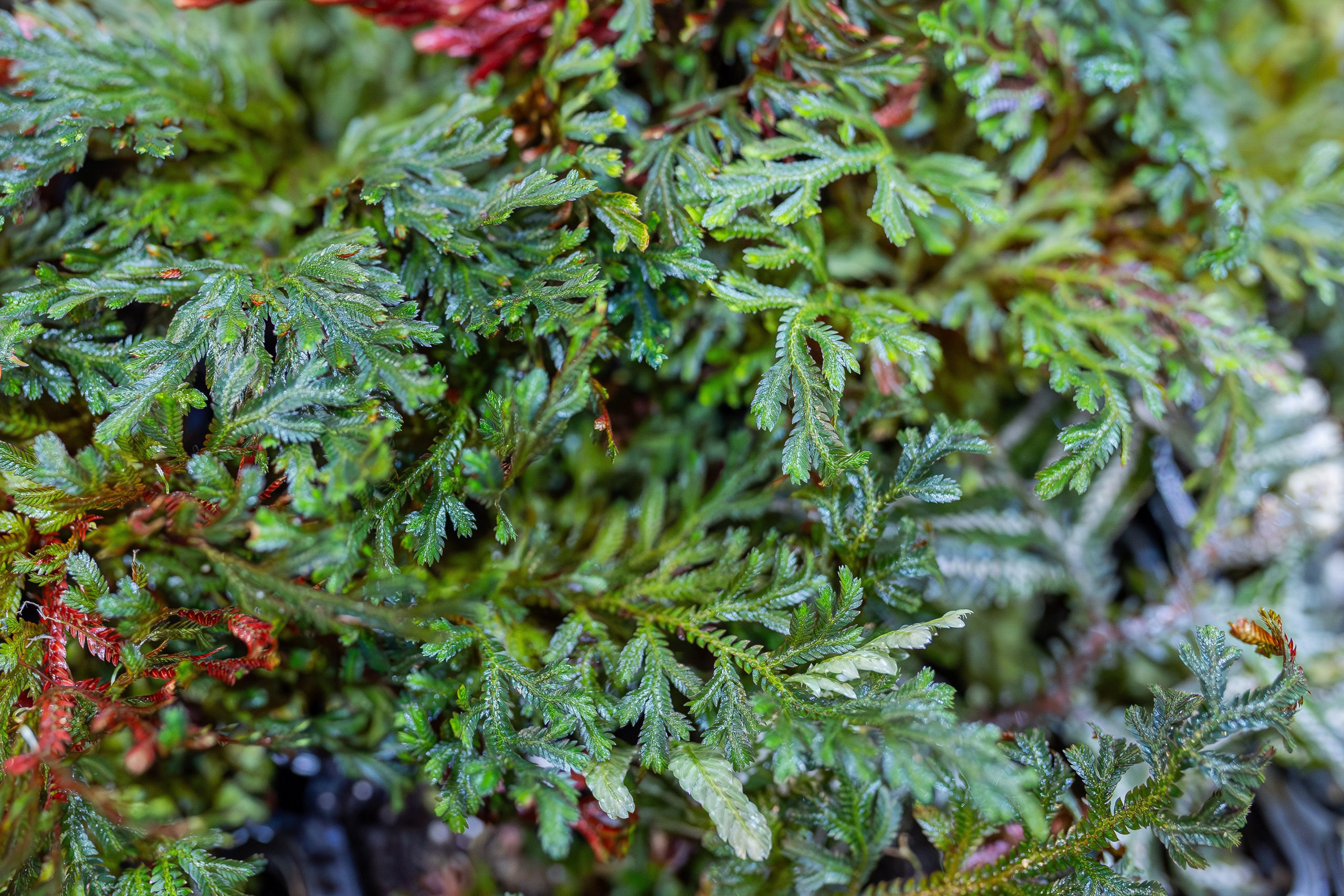 Монстериум апрель 2026. Александра Куликова фотограф, Москва