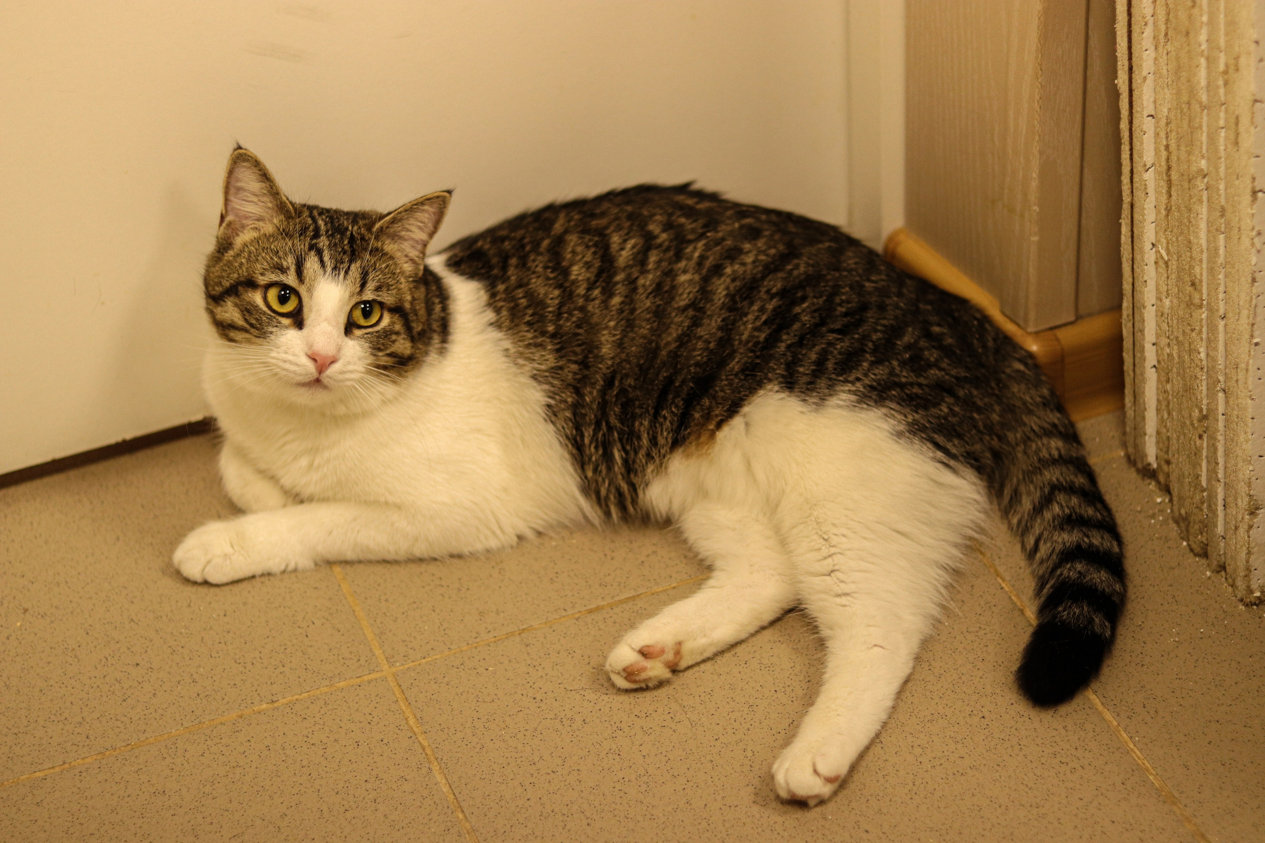 Петербургский дом кота (27 июня 2024). Ивентный фотограф в Санкт-Петербурге Олег Комков