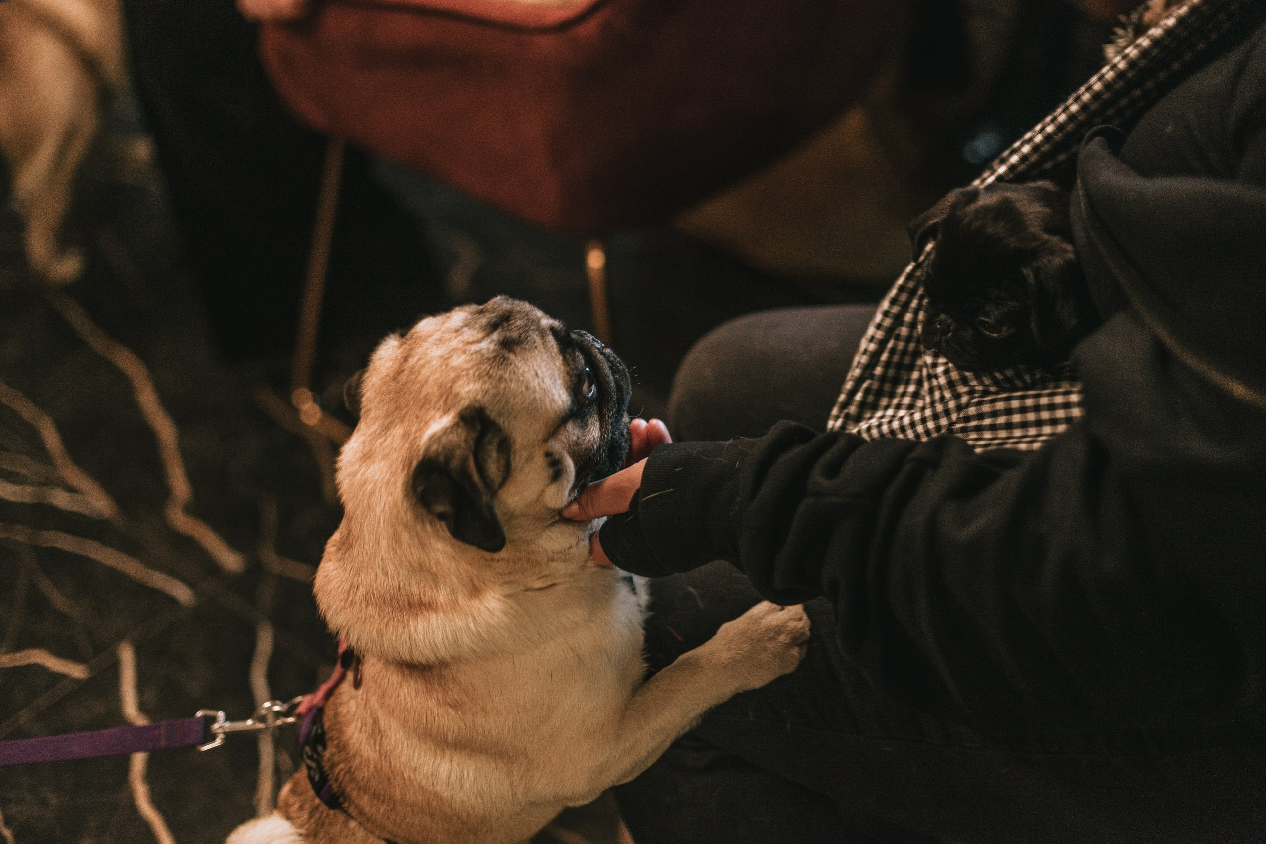 Мопсовстреча 02.12.2023. Фотограф-анималист Татьяна Степанова