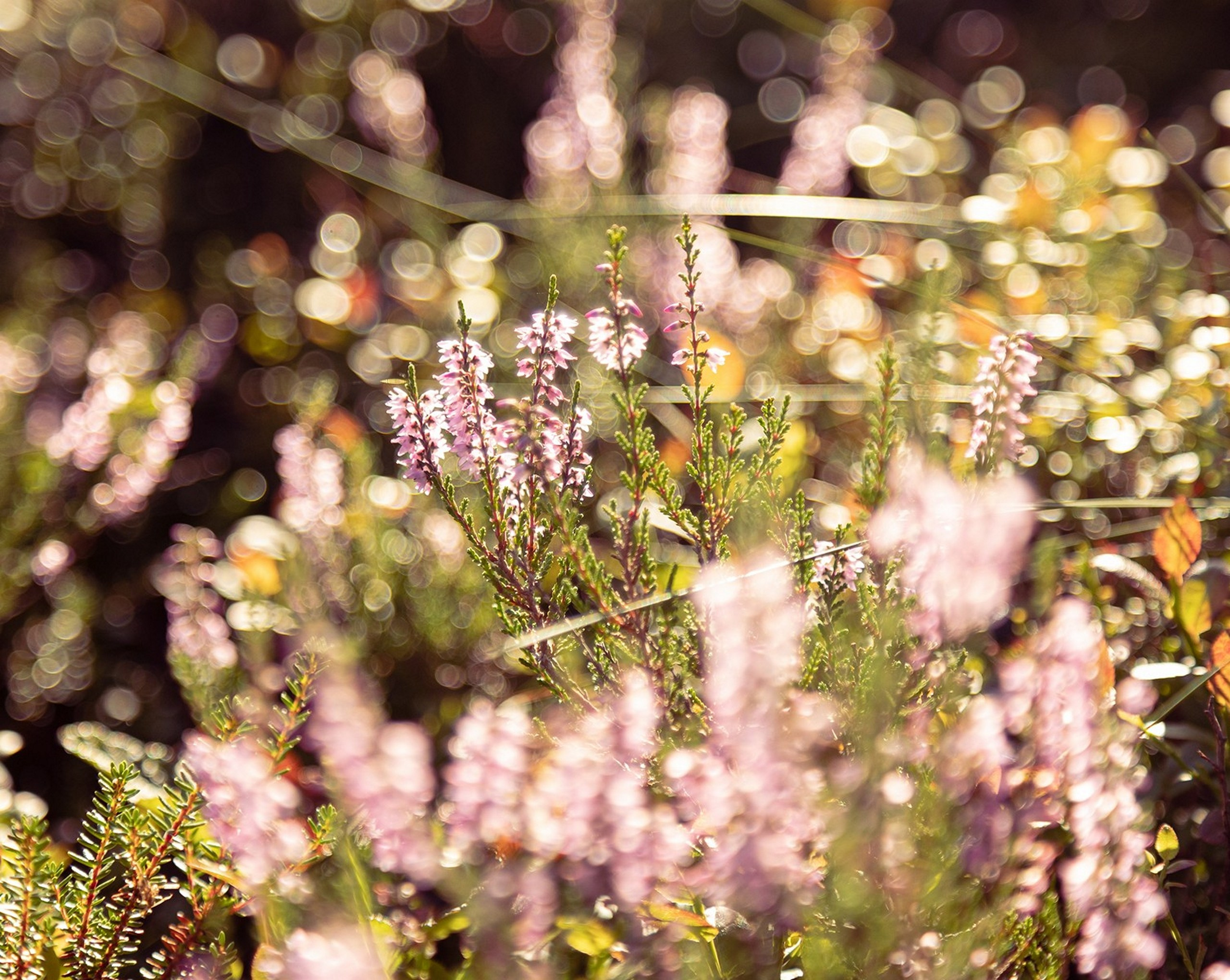 Карельский Перешеек. Фотограф Владимир Медведев