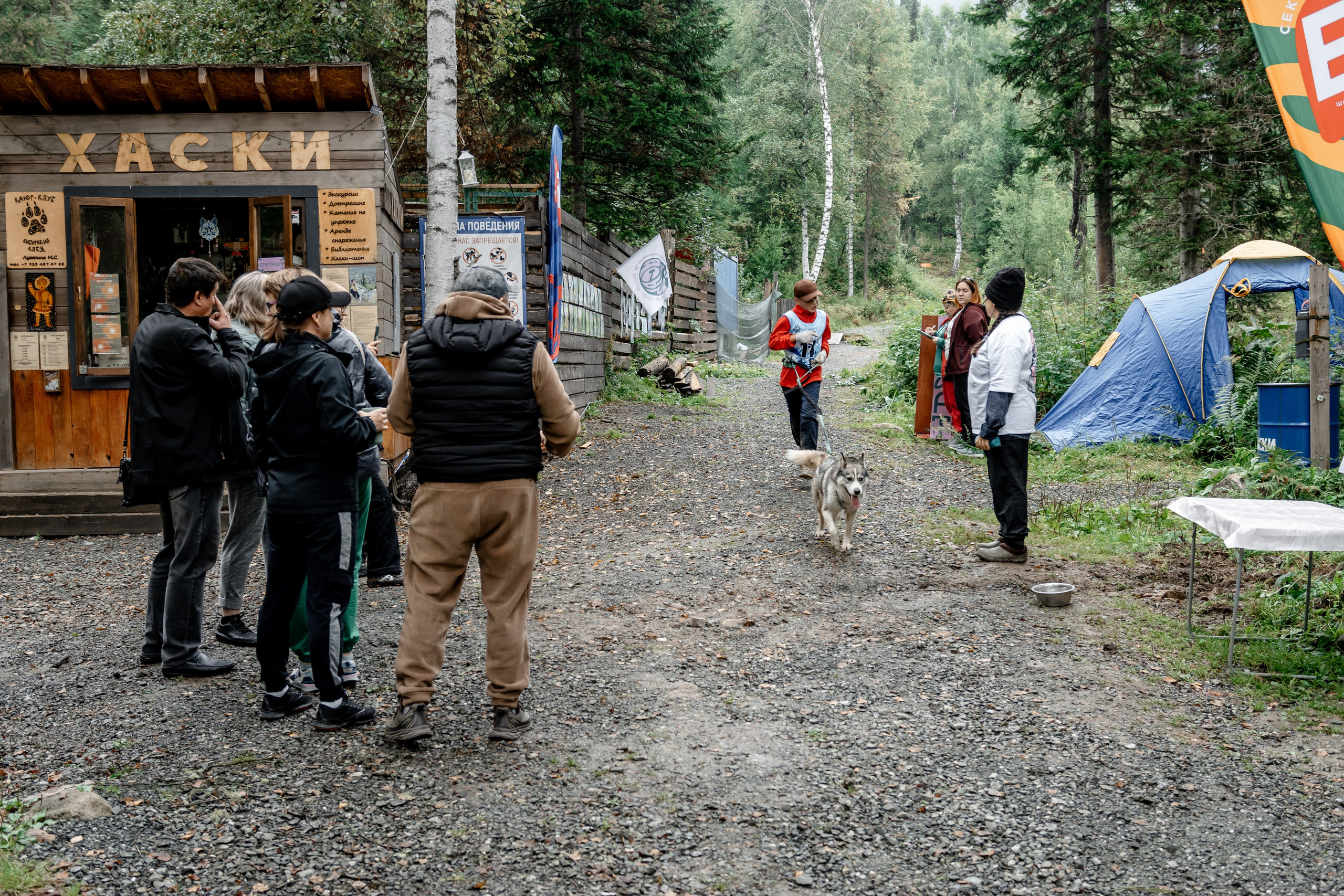 Дог-треккинг