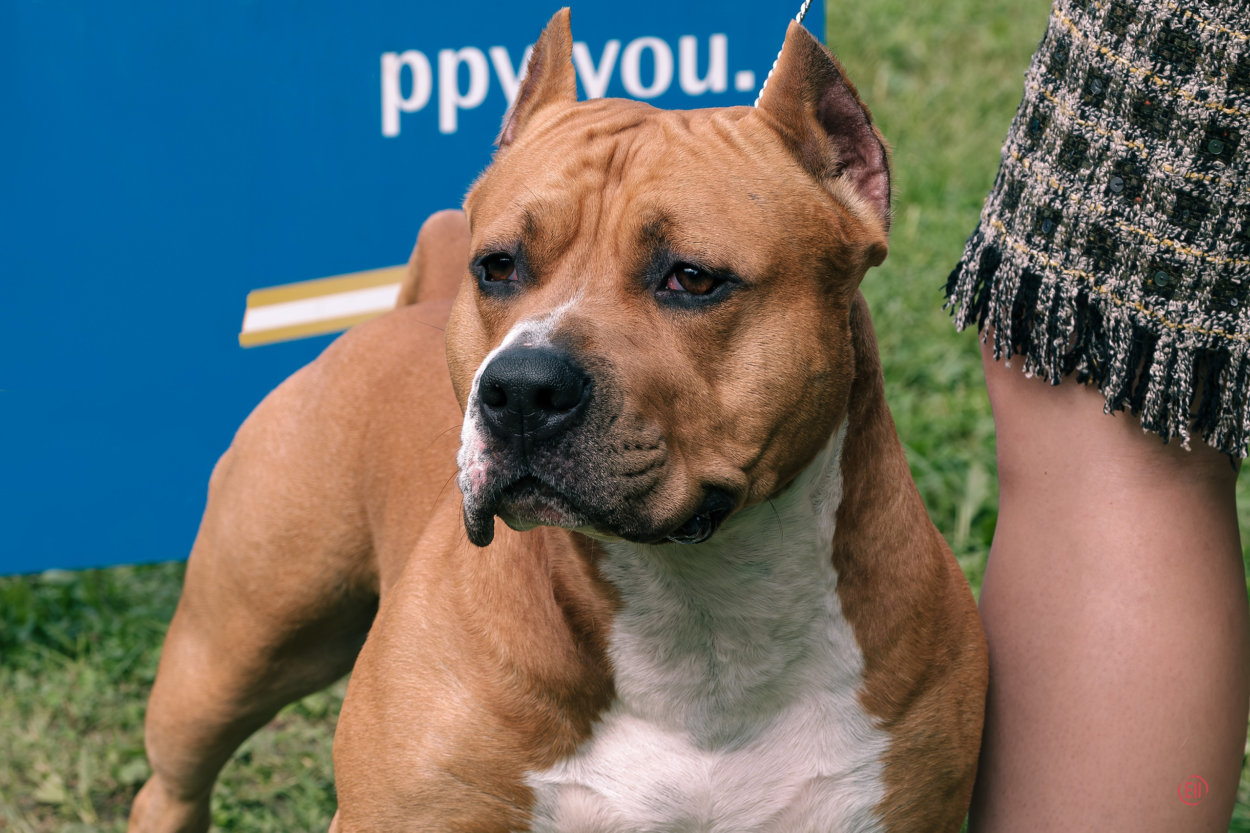 Друг человека. Фотограф в Москве