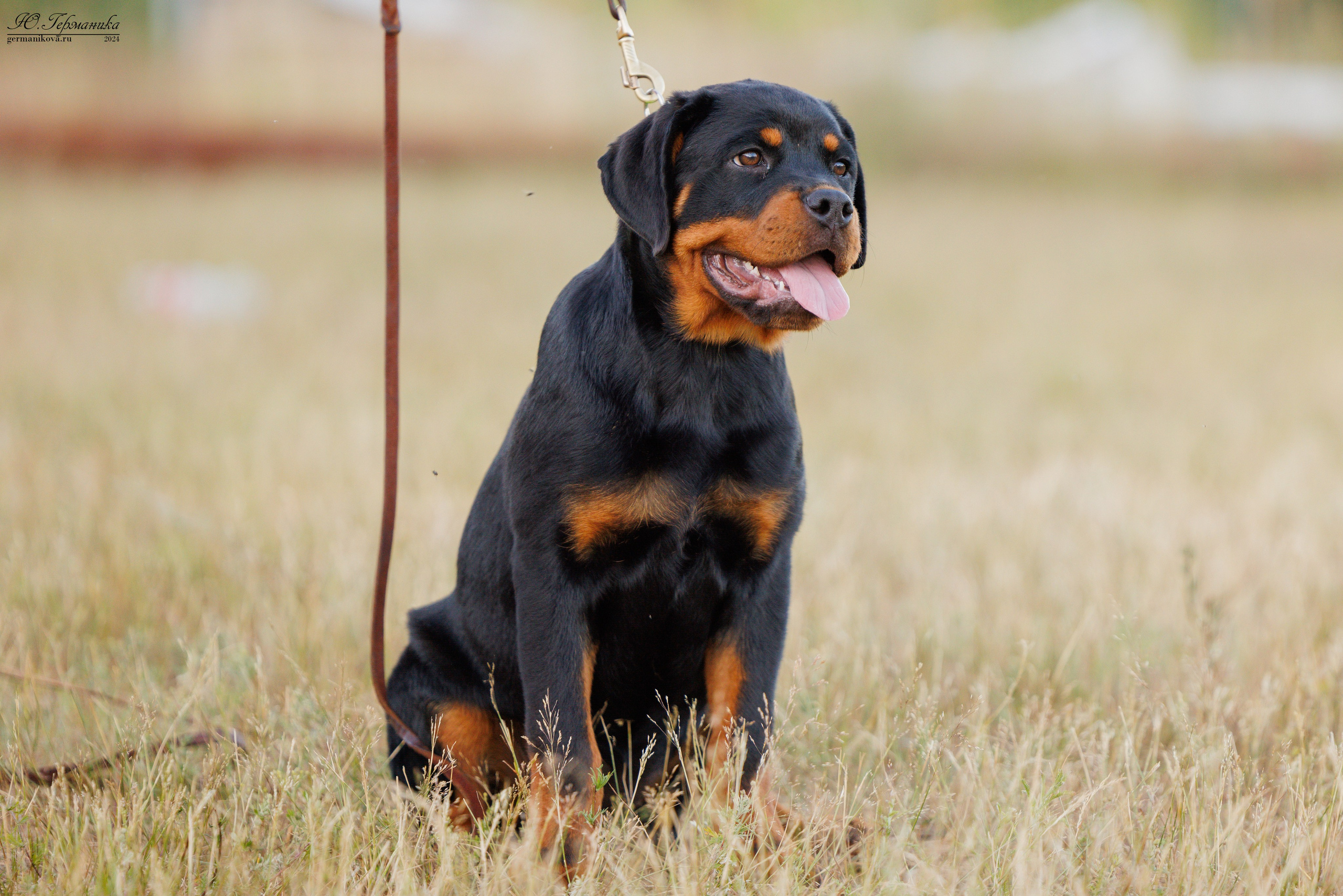 ПК и КЧК ротвейлеры Тверь 6-7.07.2024. Фотограф-анималист Юлия Германика