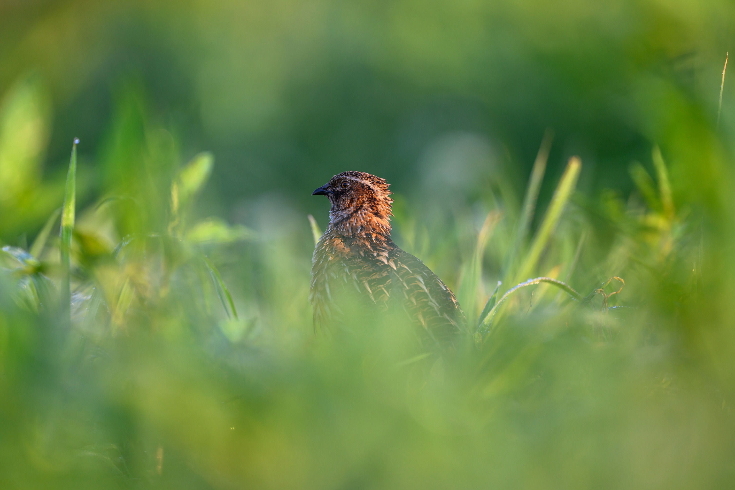 Перепела часть V. Wildlife photography by Sergey Puponin