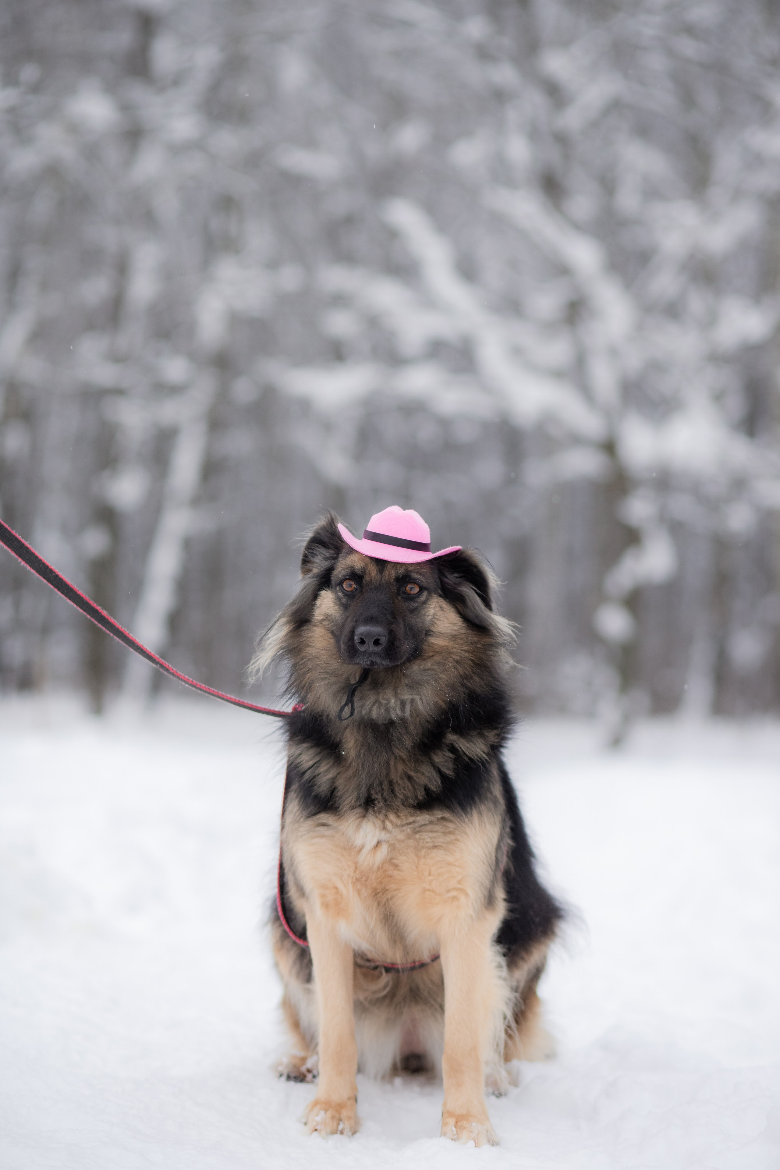 Фотосессии животных. Детский фотограф, фотограф-анималист