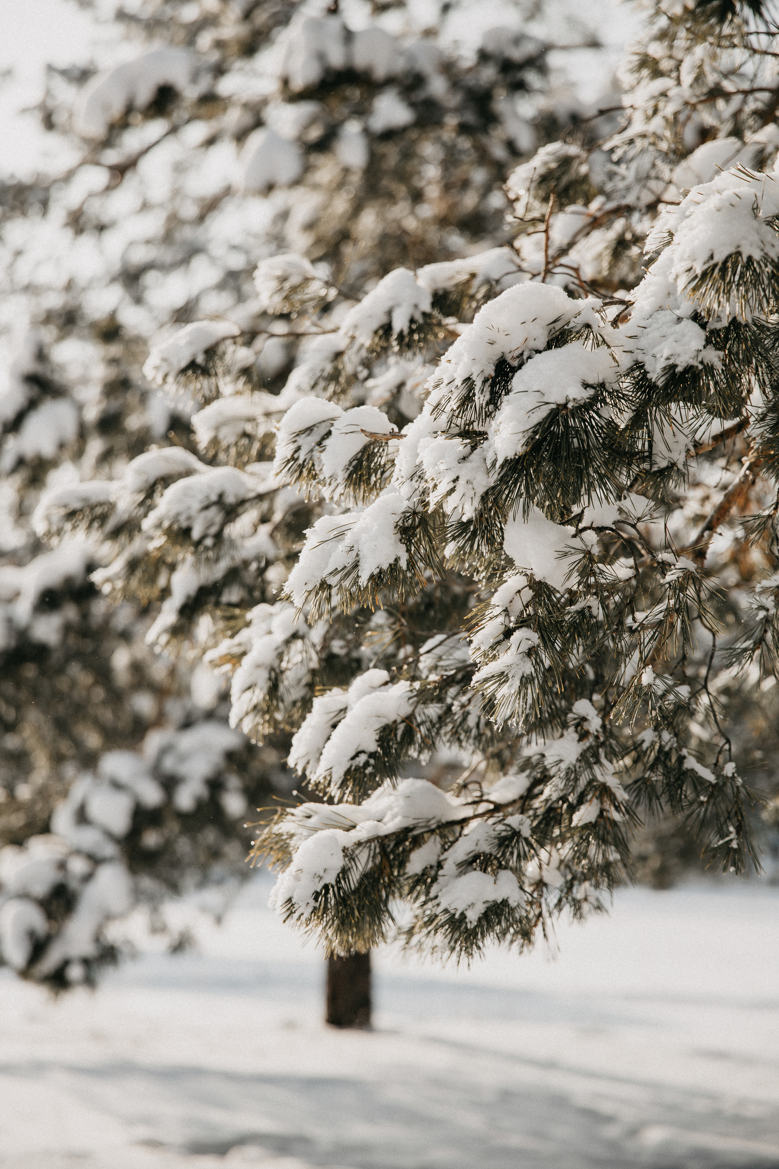 Антон и Настя. Свадебный и семейный фотограф в Волгограде Галина Микитинская