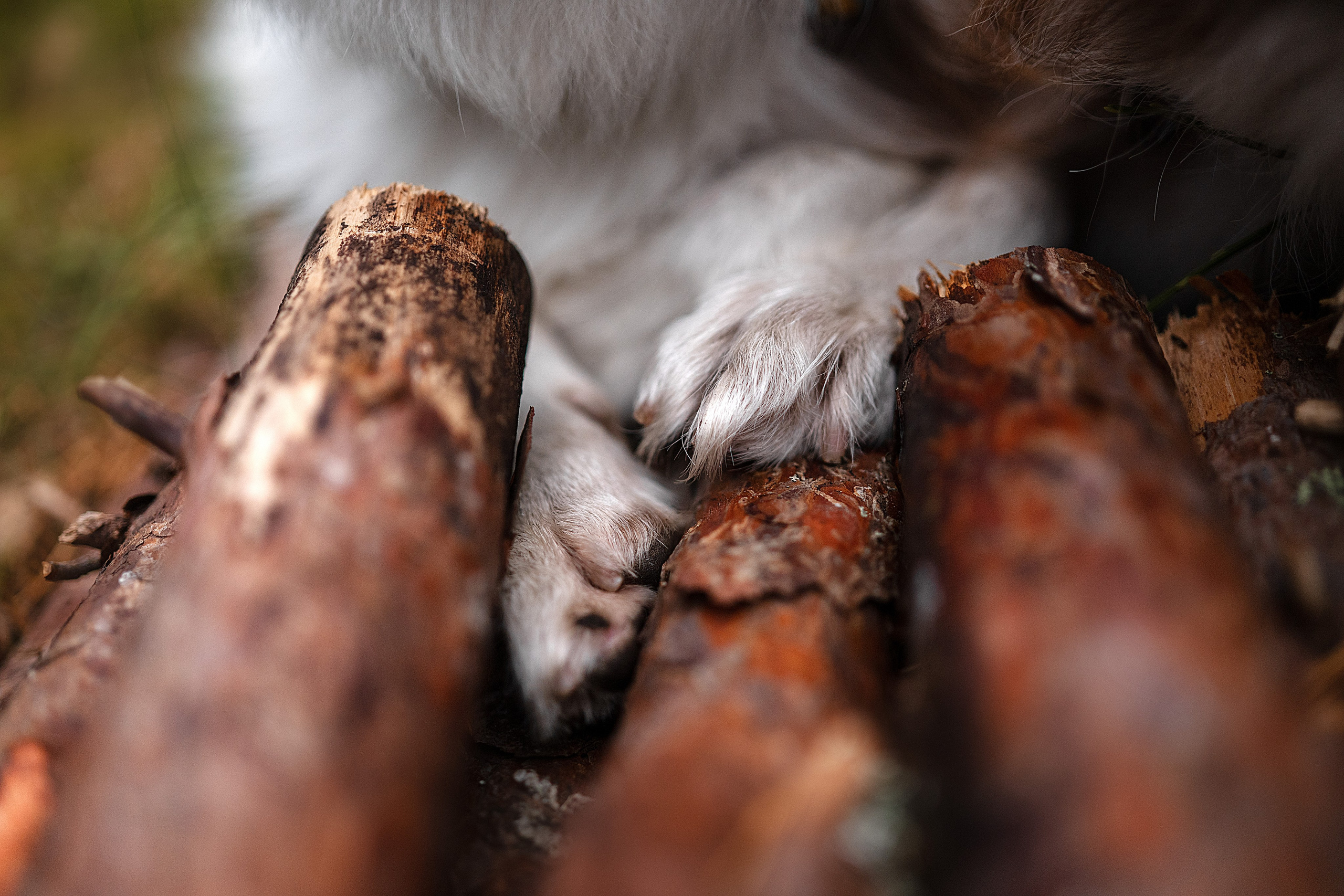 Прогулочная съемка. Фотограф-анималист Виктория Симонова. СПб