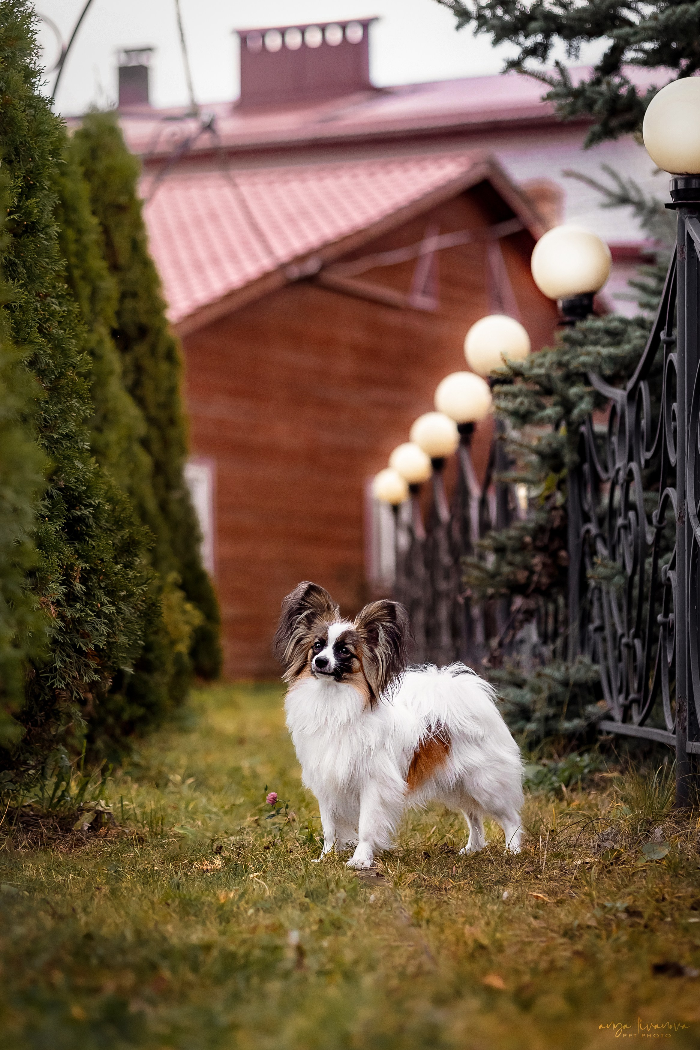 Хьюстон. Фотограф анималист Аня Ливанова | Рыбинск