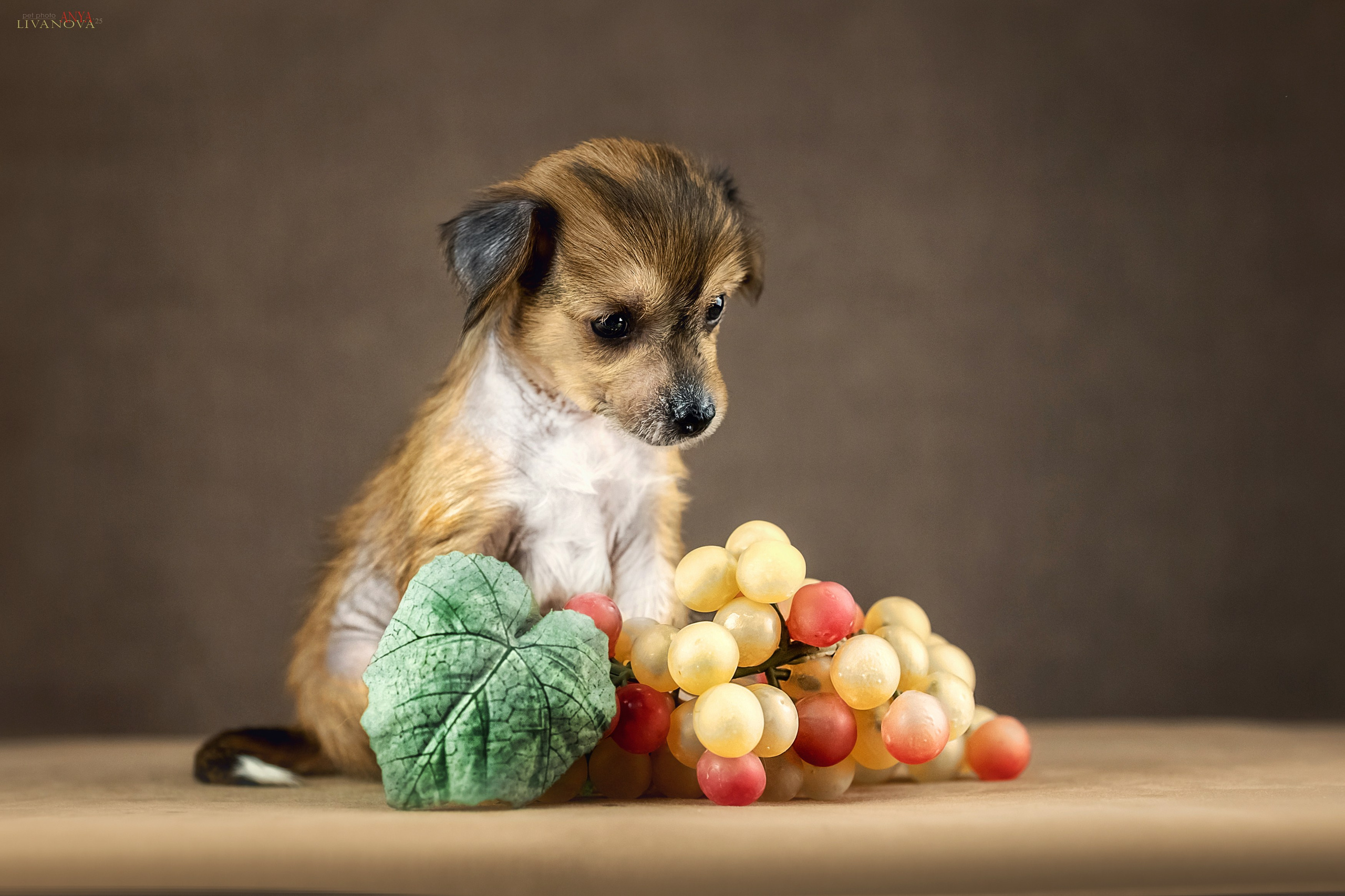 КХС. Фотограф анималист Аня Ливанова | Рыбинск