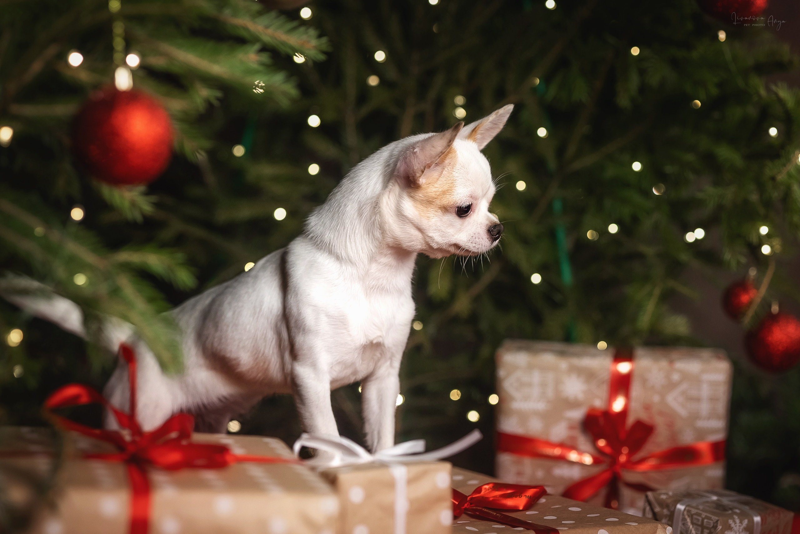 Фотодень_3 2025. Фотограф анималист Аня Ливанова | Рыбинск