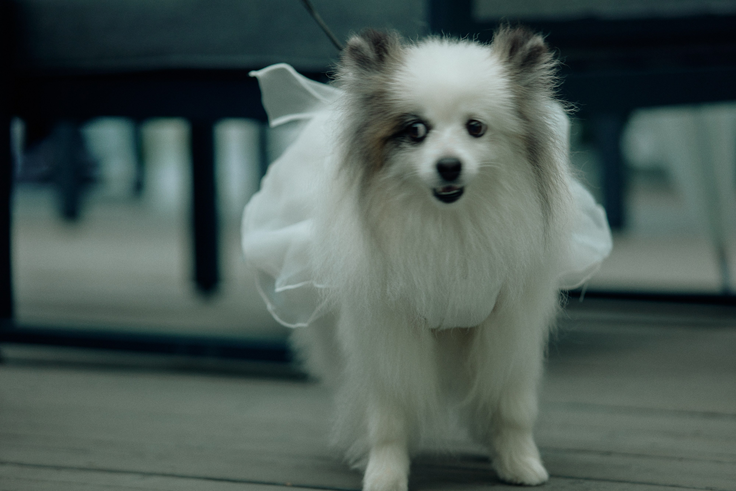 Rustam & Anastasia. Event агентство PAPRIKA в Екатеринбурге