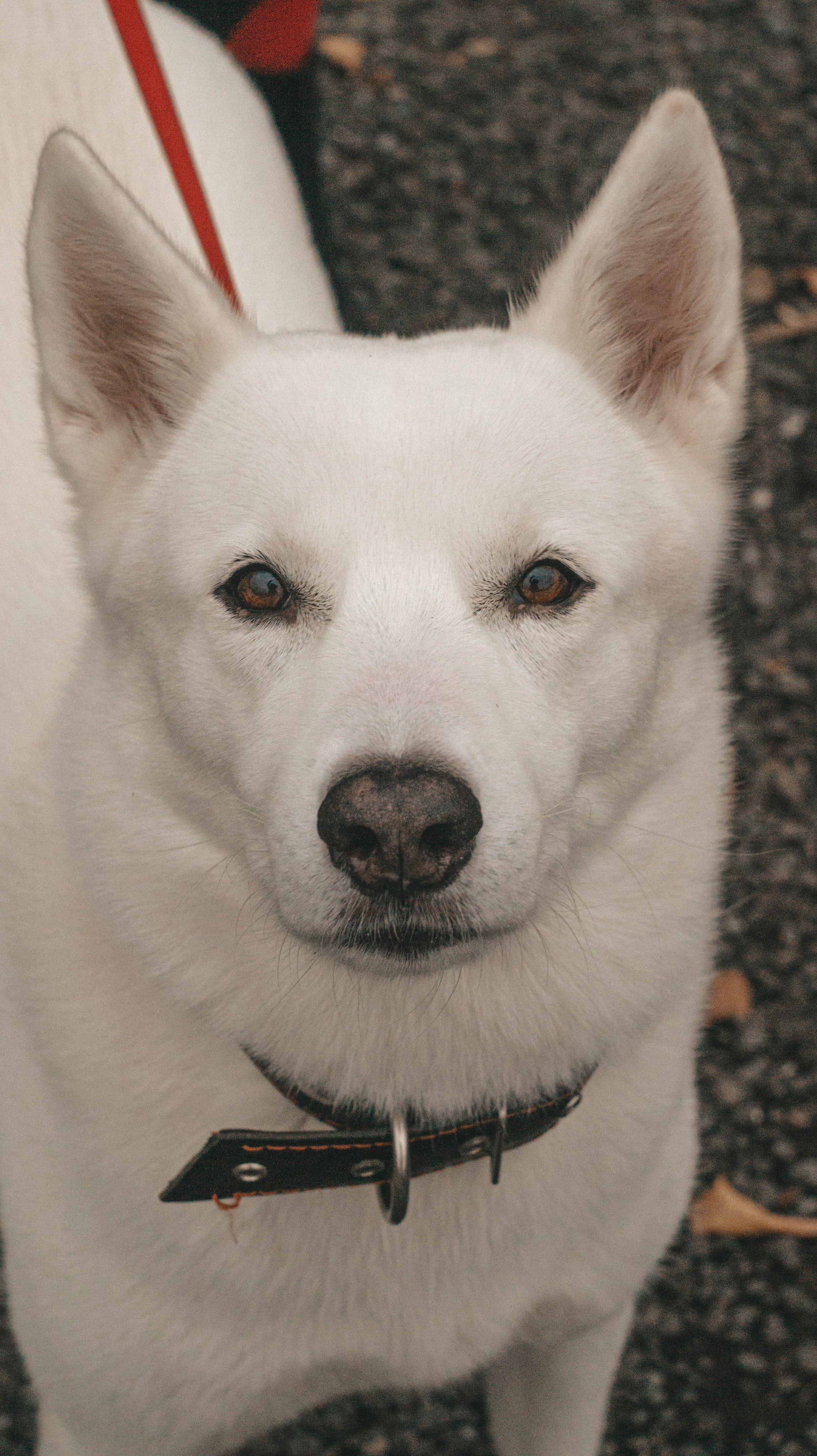 Мария&Бэлла. Профессиональный фотограф
