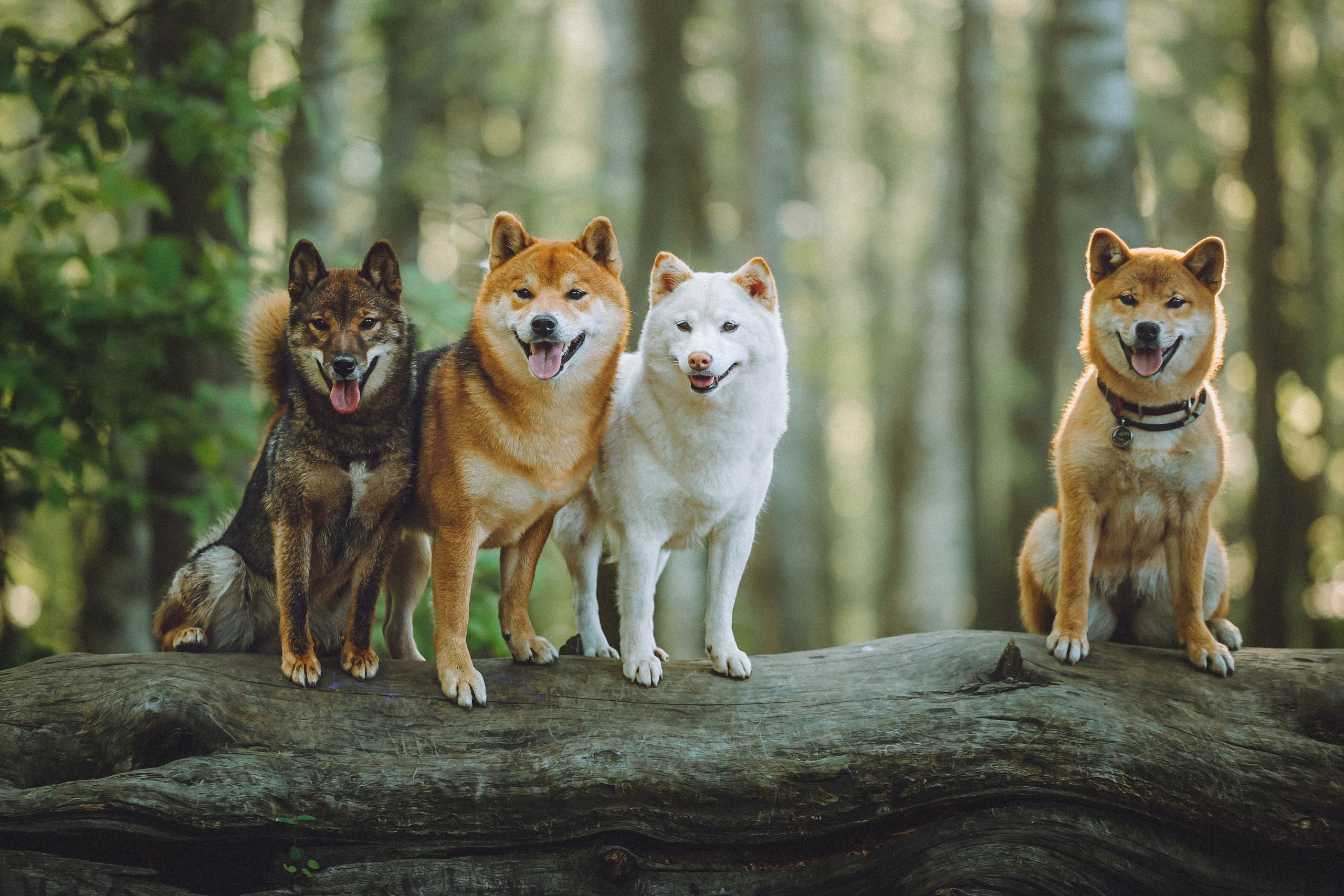 Шед, Цири, Чиби, Цера и их семья