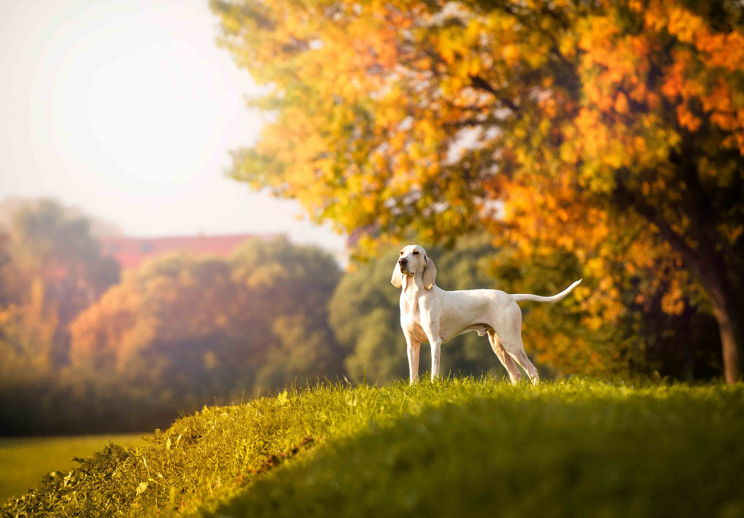 Собаки. Портретная и свадебная фотосъемка. Москва и область