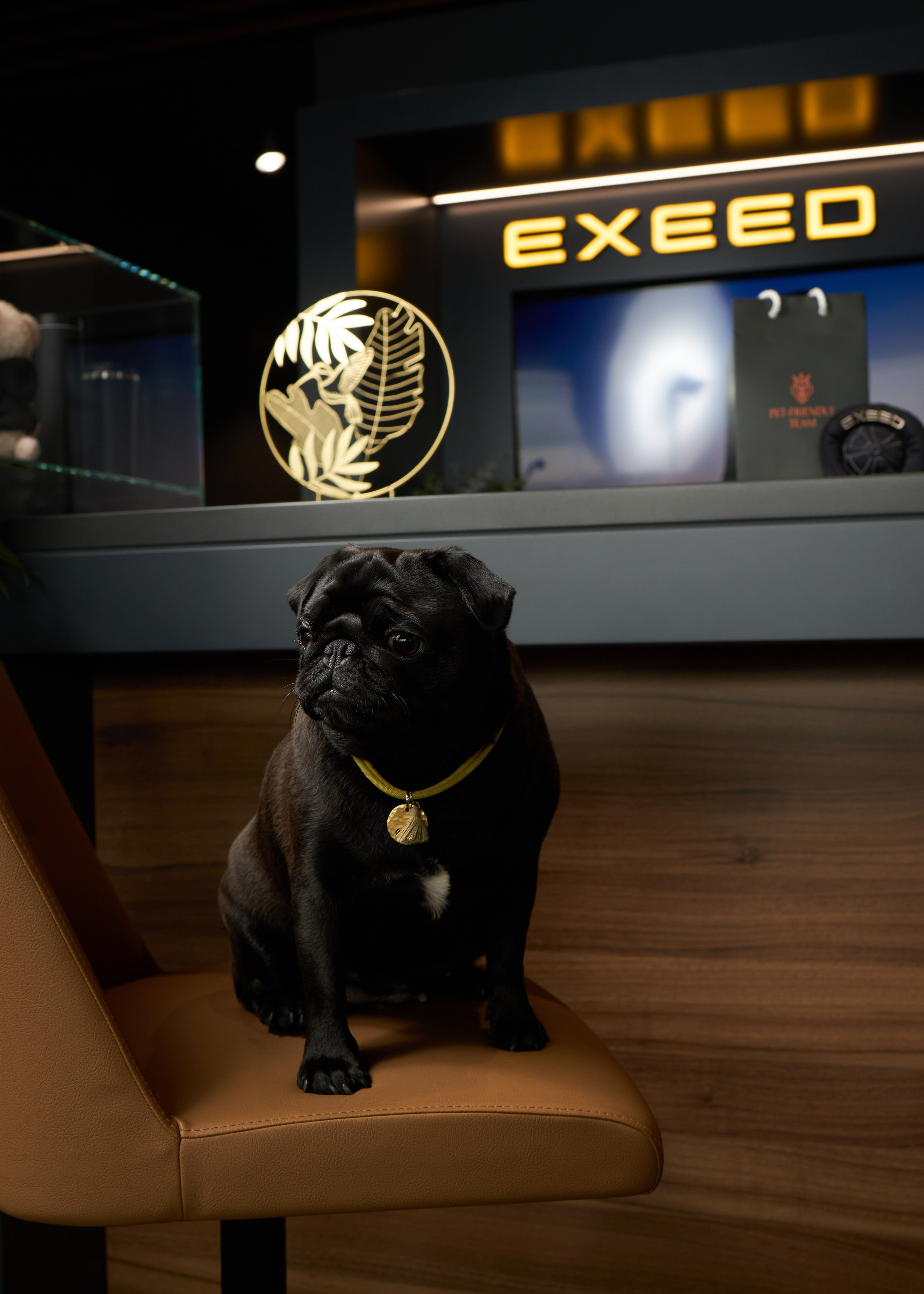 Exeed Pet friendly. Фотограф Михаил Стенин