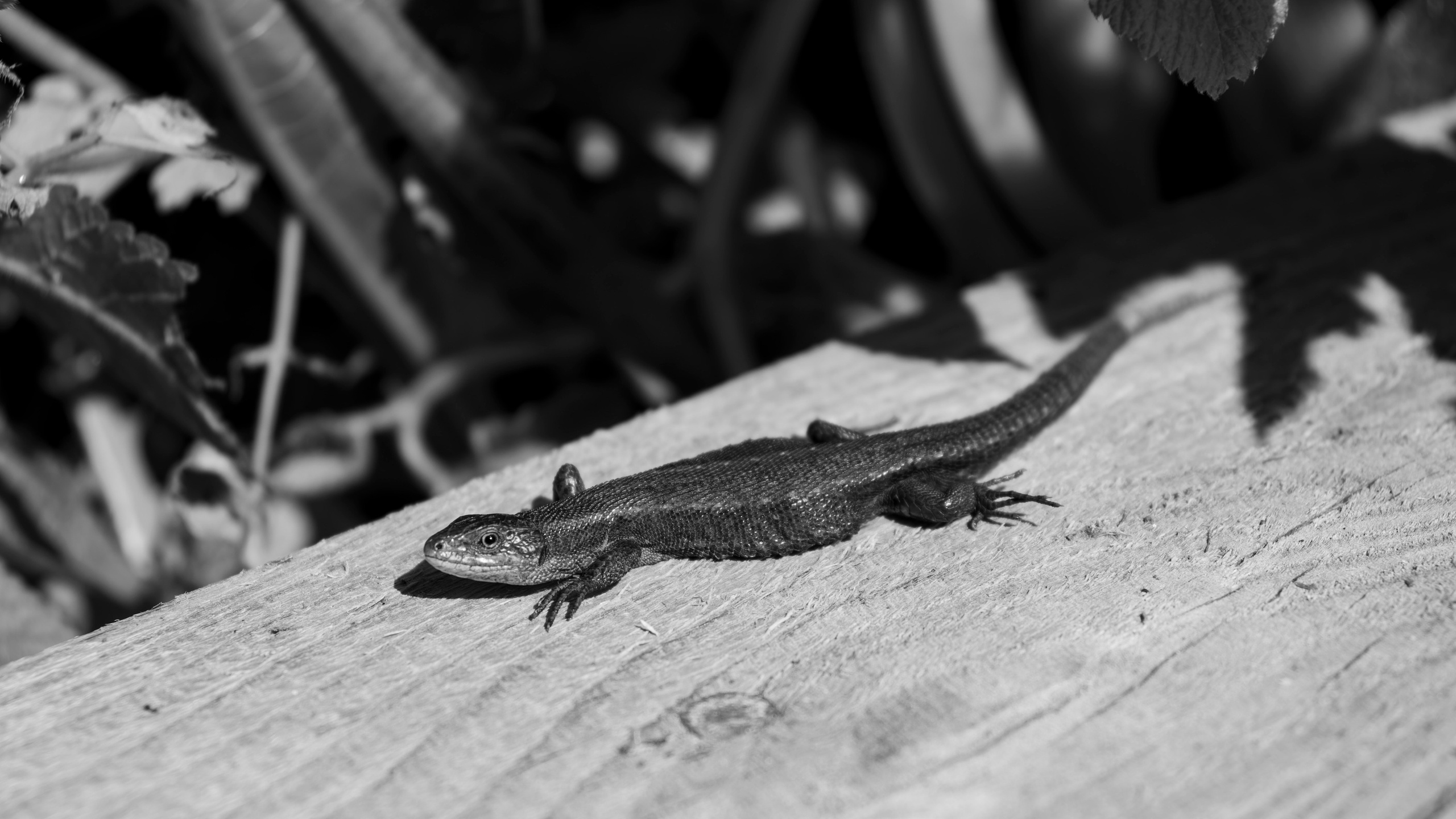 Из наблюдений. Плак или Квак