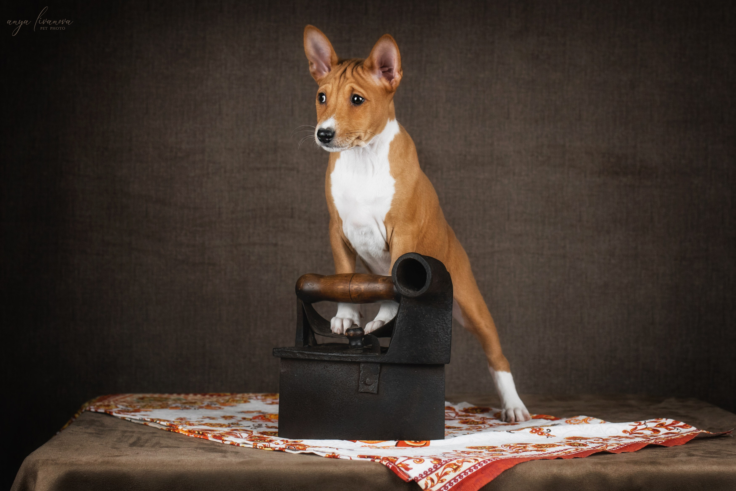 Басенджи. Фотограф анималист Аня Ливанова | Рыбинск