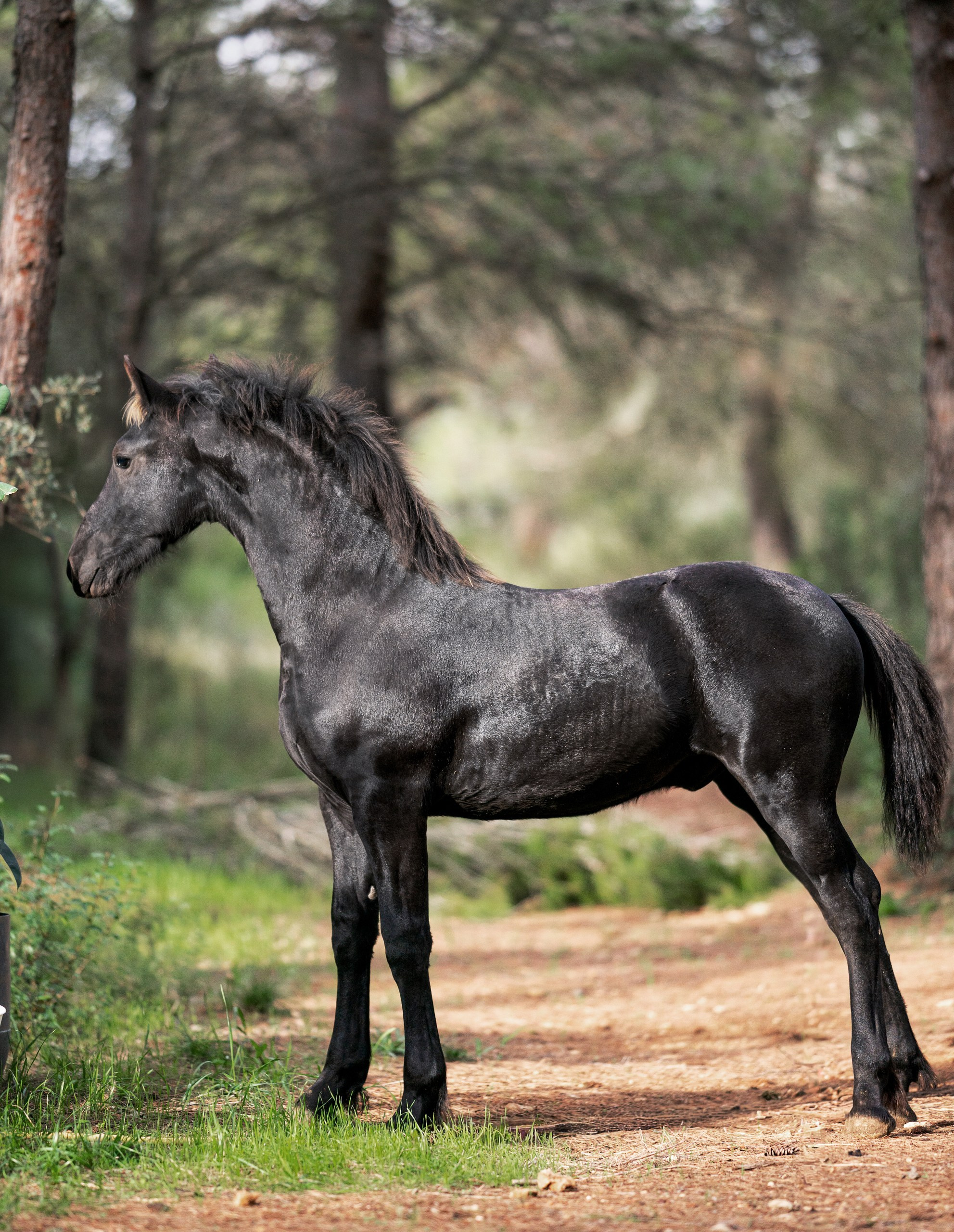 Фризский жеребец Elior Ofortunado 6 месяцев. Продаётся. Friesian Alliance. Фризы Росиии