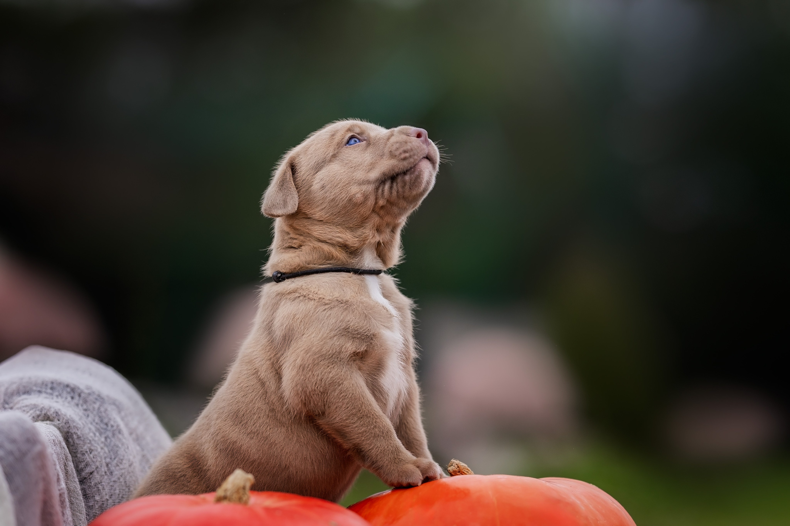 Анималистика. Репортажный фотограф Мария Мадзик