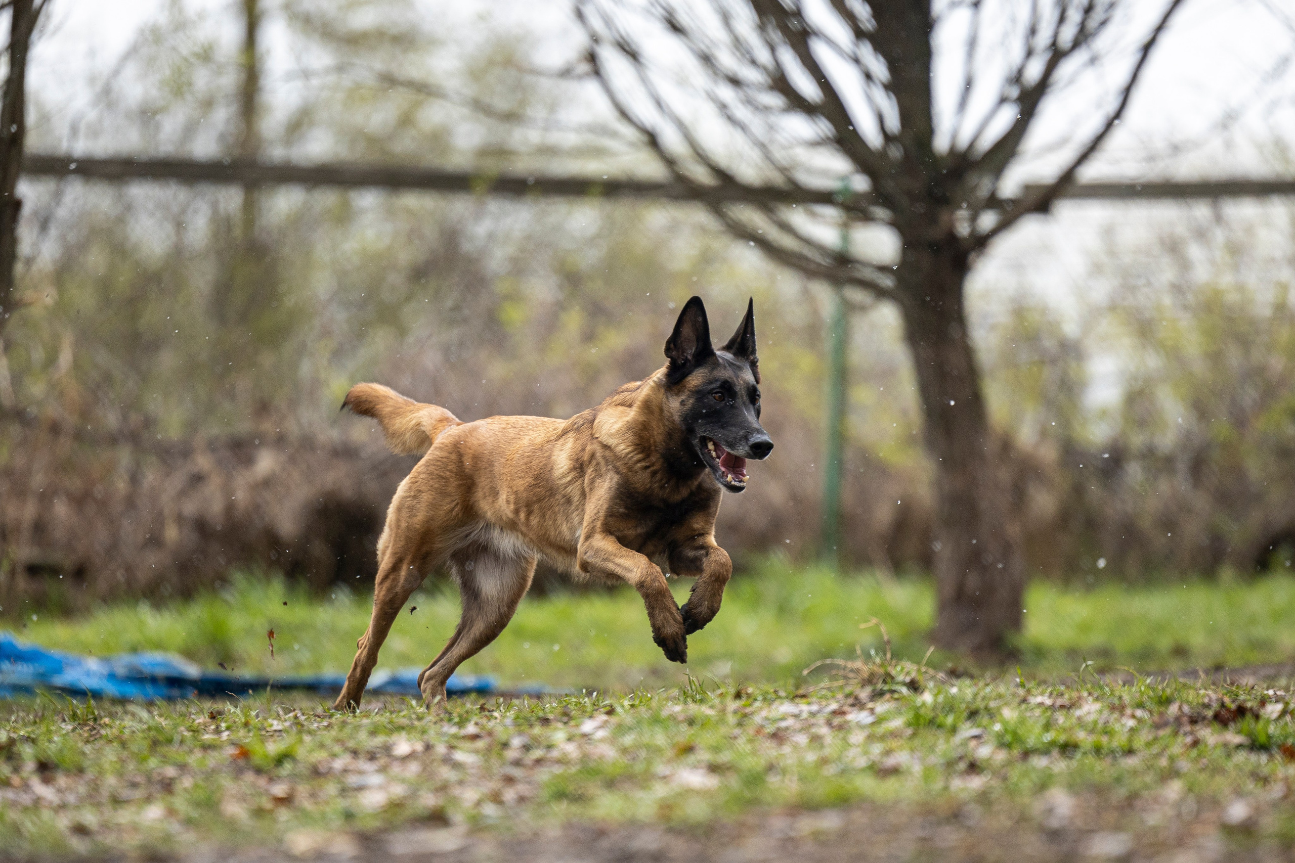Квалификационные состязания по мондьорингу г. Вологда 11.05.24. Фотограф-анималист Анна Маринич