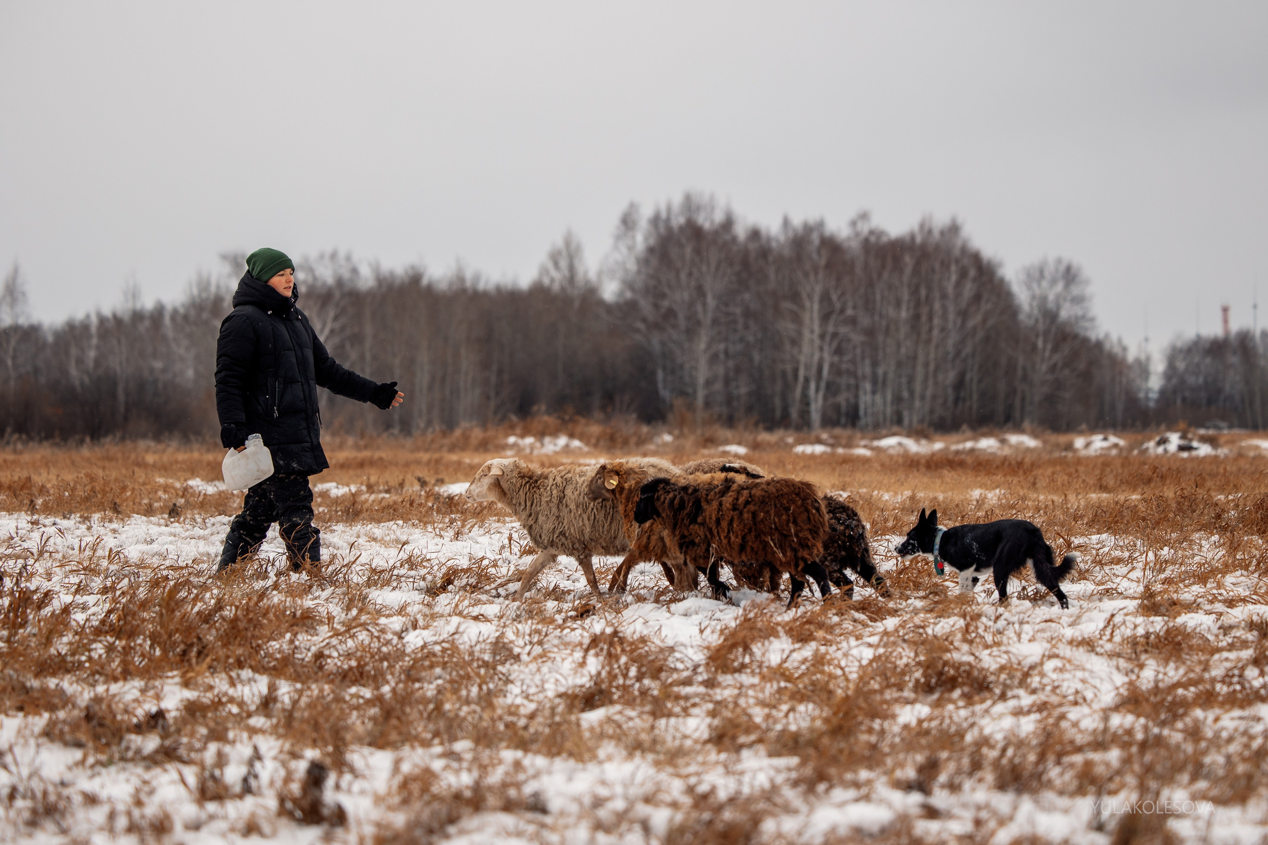 Пастуший интенсив, ноябрь 2024. YULA KOLESOVA | Фотограф — Анималист | Художник | Тюмень