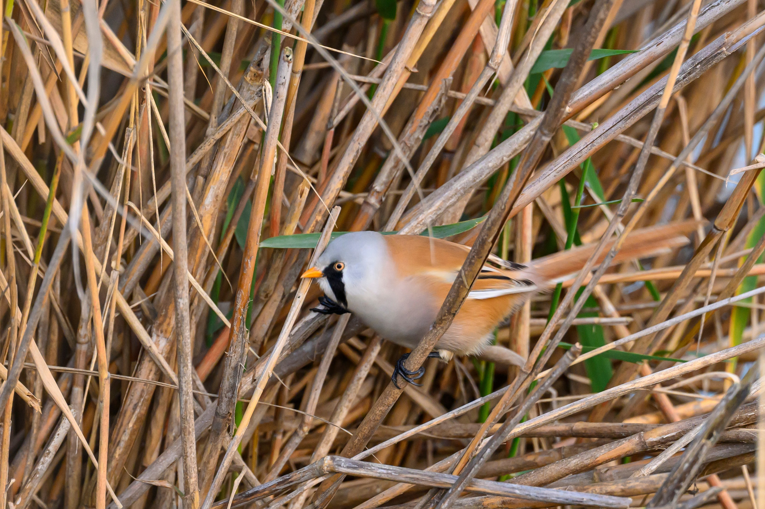 Дагестан. Ноябрь 2025. Фотограф Сергей Пупонин