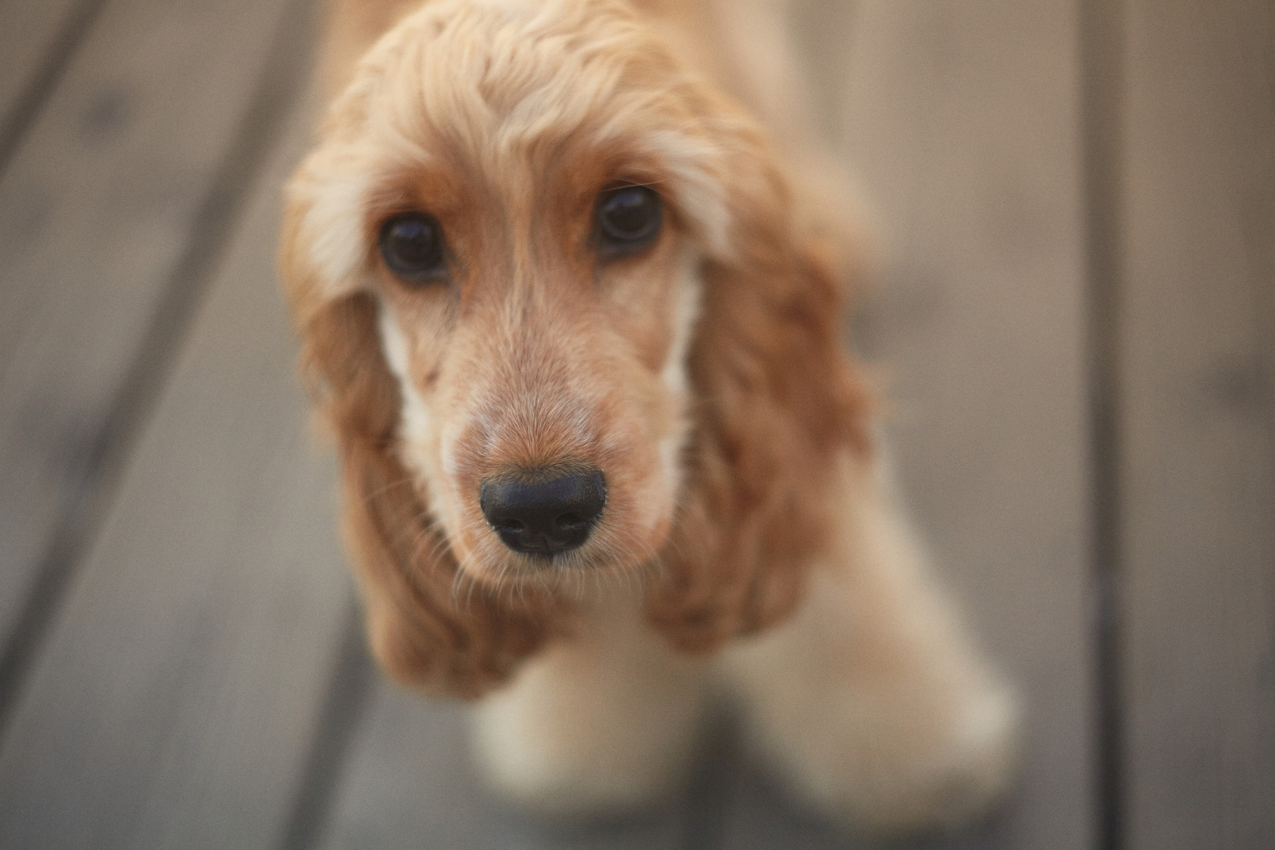 Прогулка с Афиной и Катей. Одежда из Санкт-Петербурга СИНИОКО