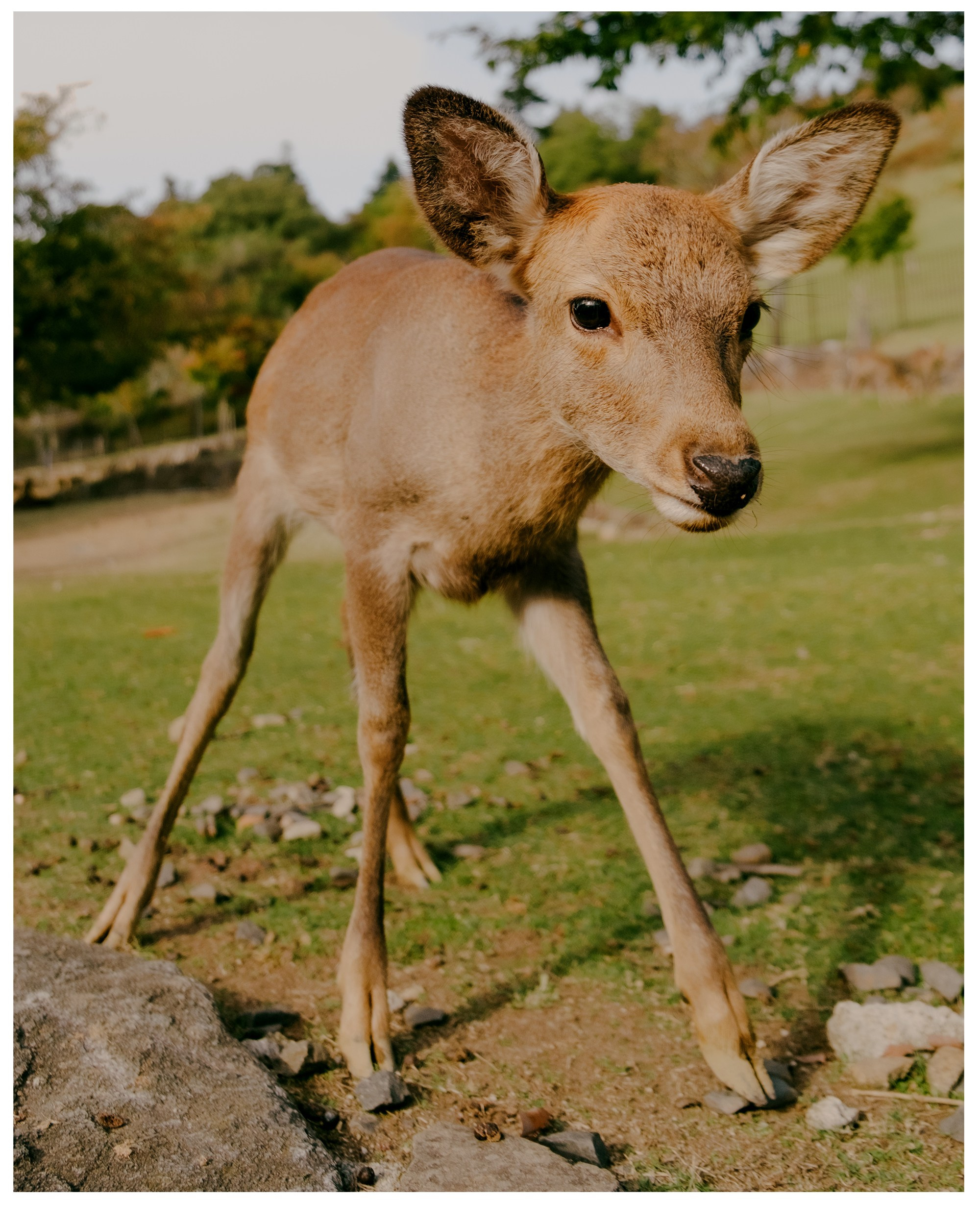 Авторские. -