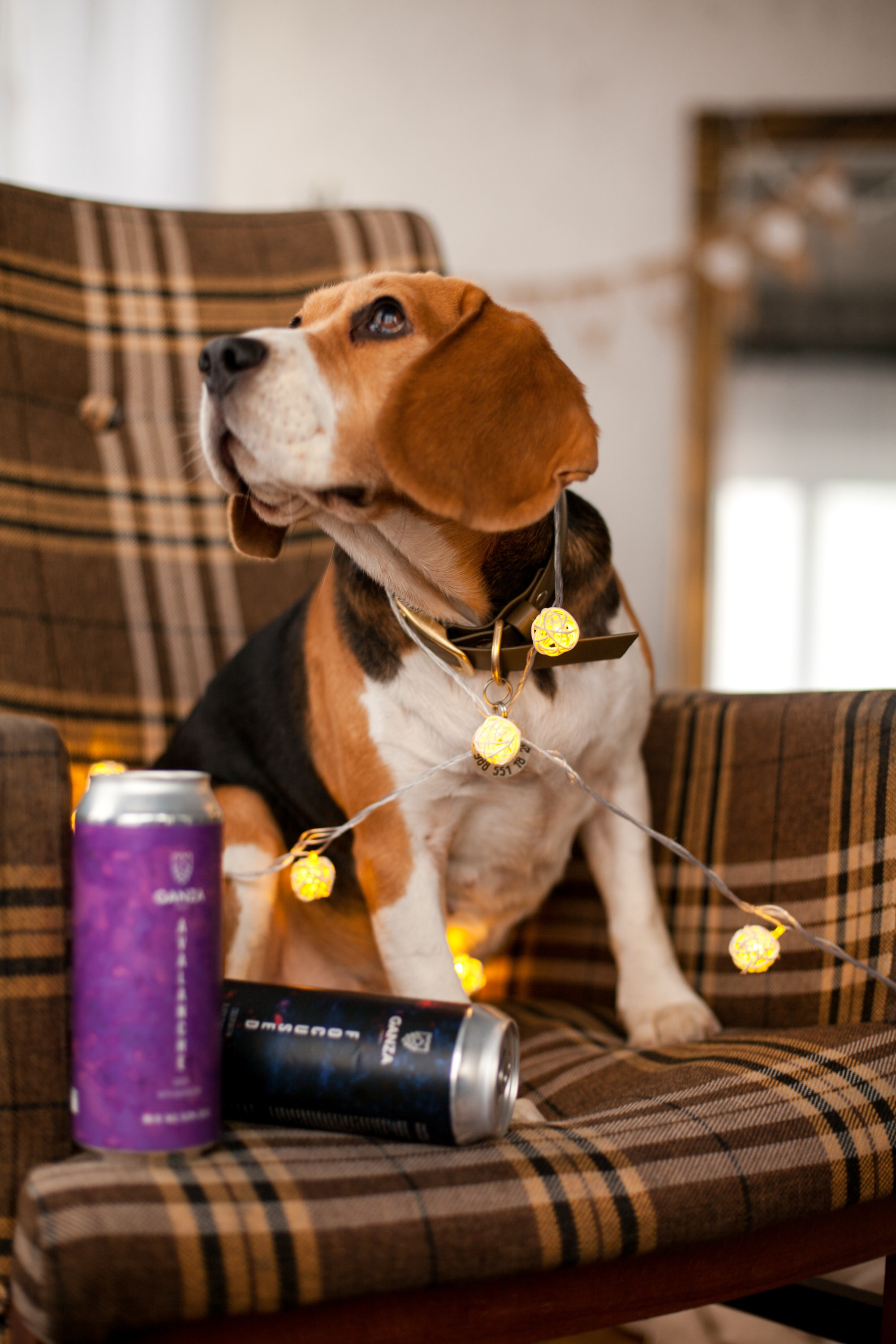 Сидрерия Mr.Fox. Виолетта Скрипка