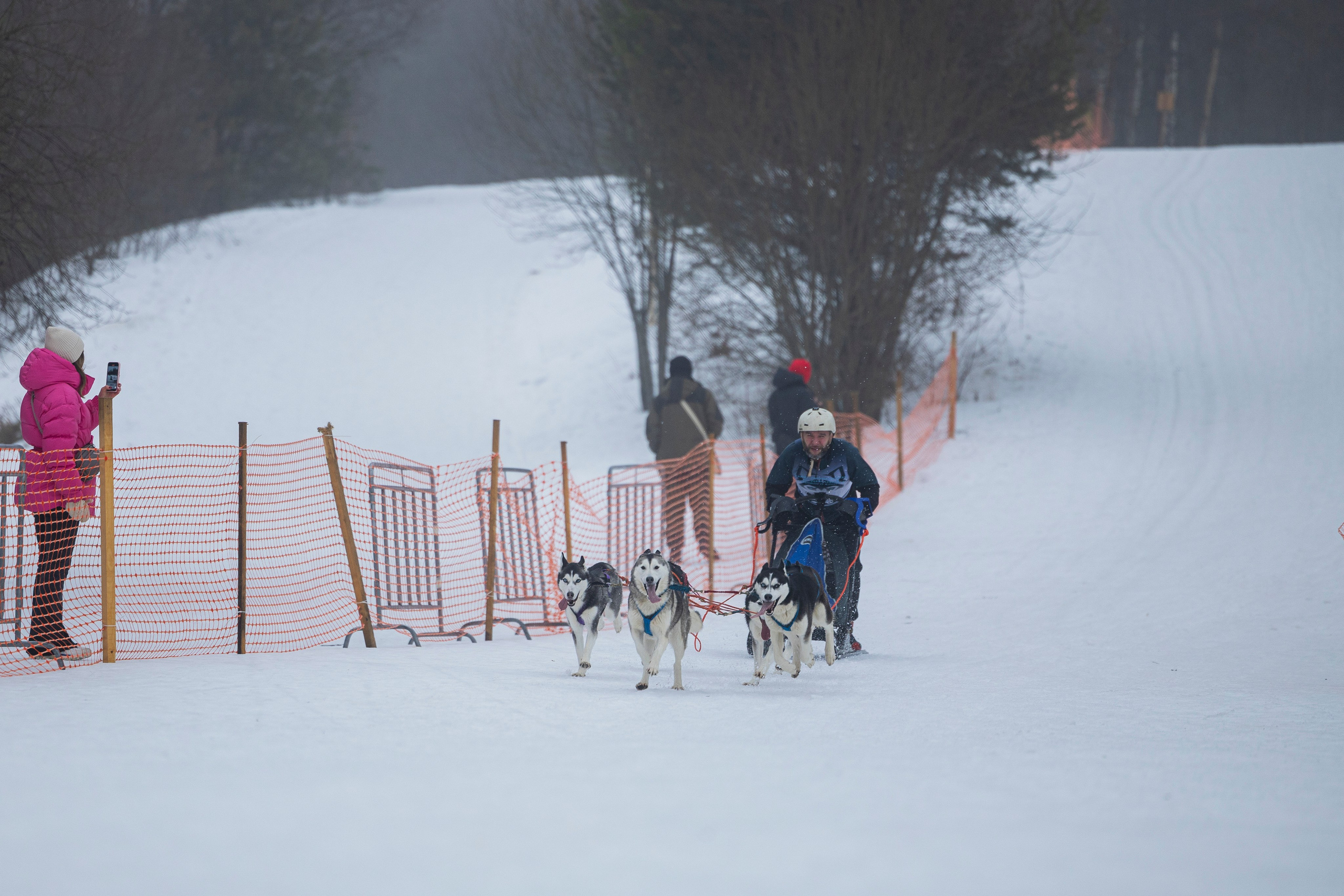 Зимний Чемпионат Санкт-Петербурга по ездовому спорту. Фотограф-анималист Анна Маринич