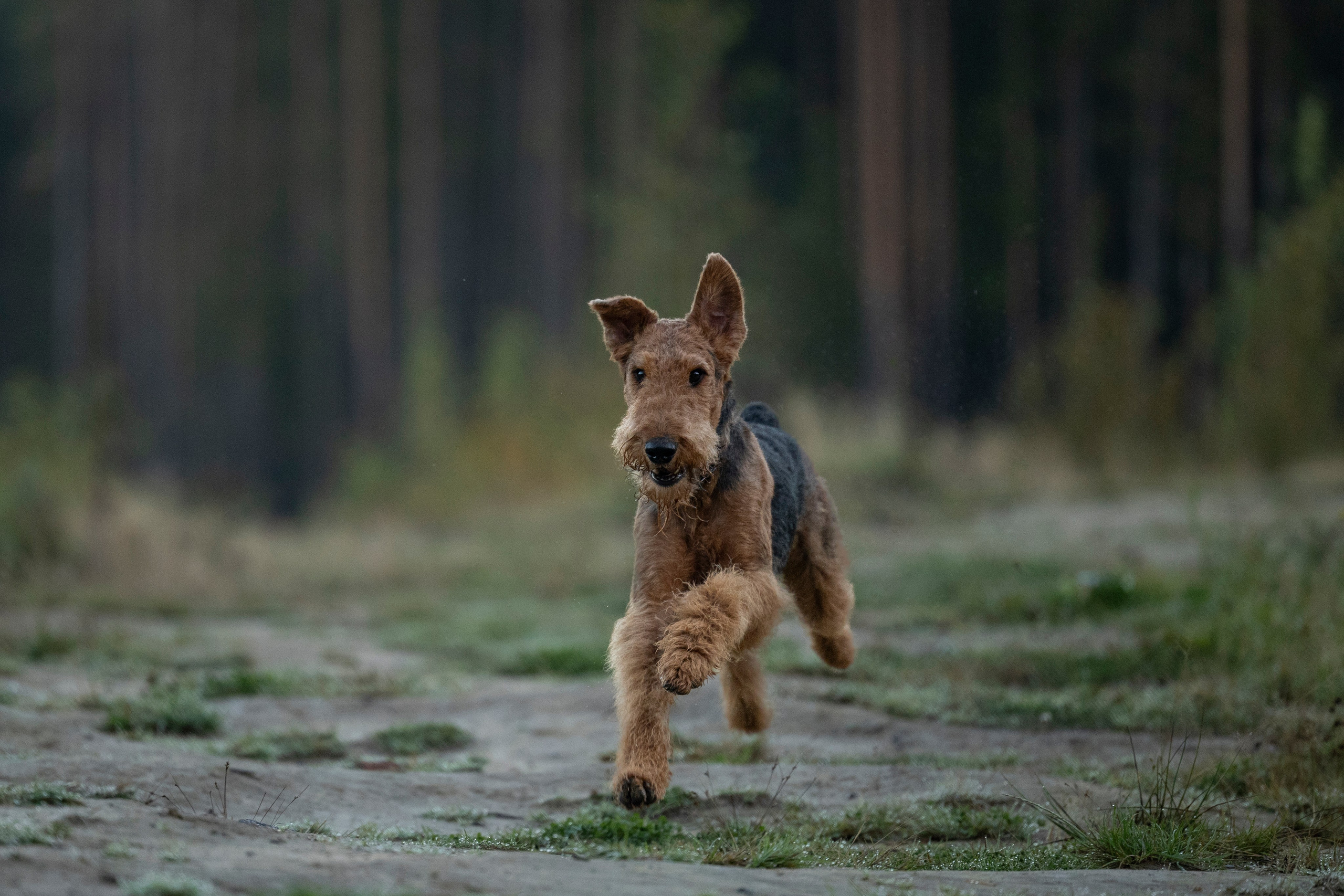 Харди. Фотограф-анималист Анна Маринич