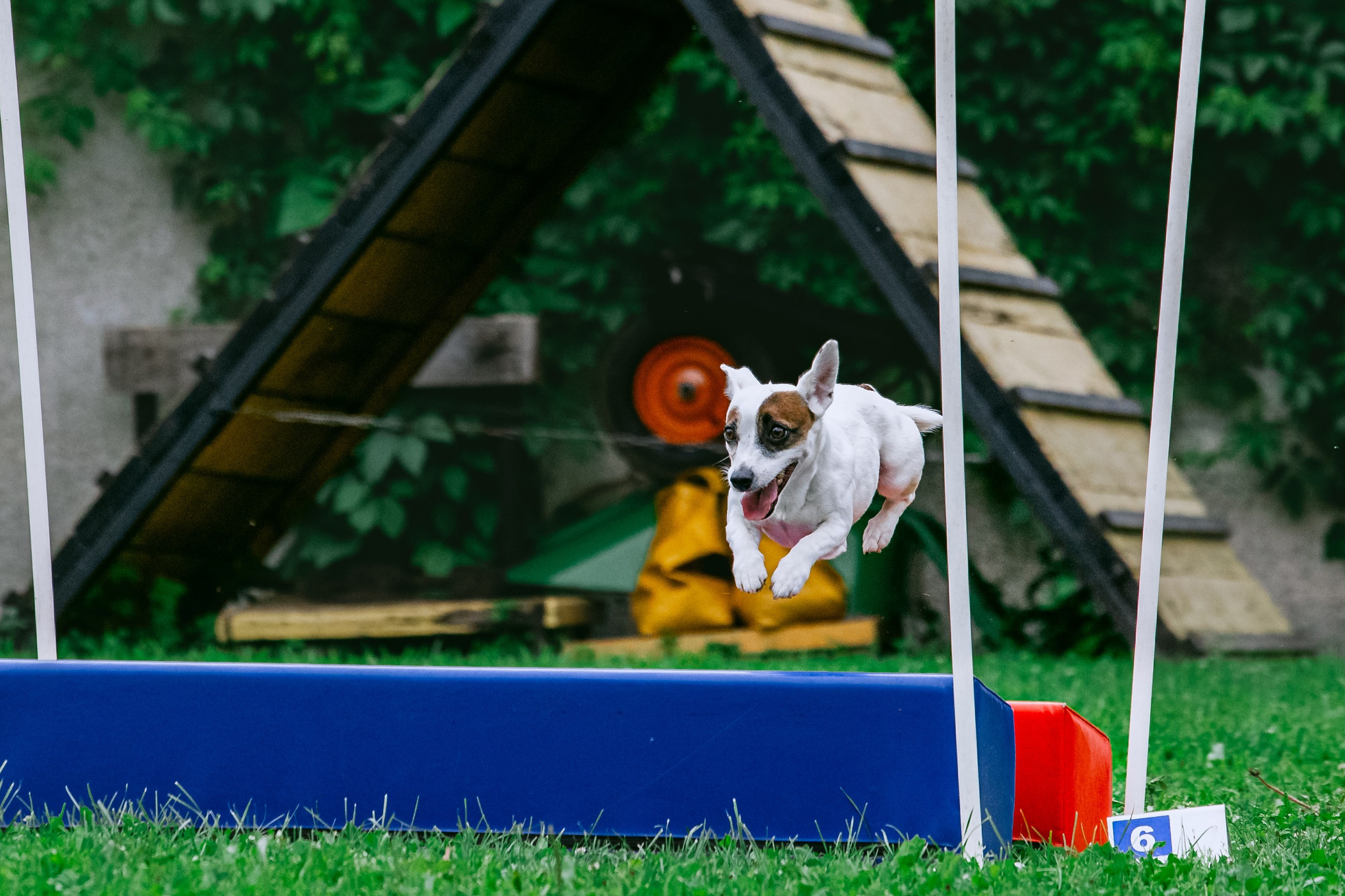 Соревнования по аджилити Долгопрудный 30.06.2025. Фотограф-анималист Татьяна Степанова