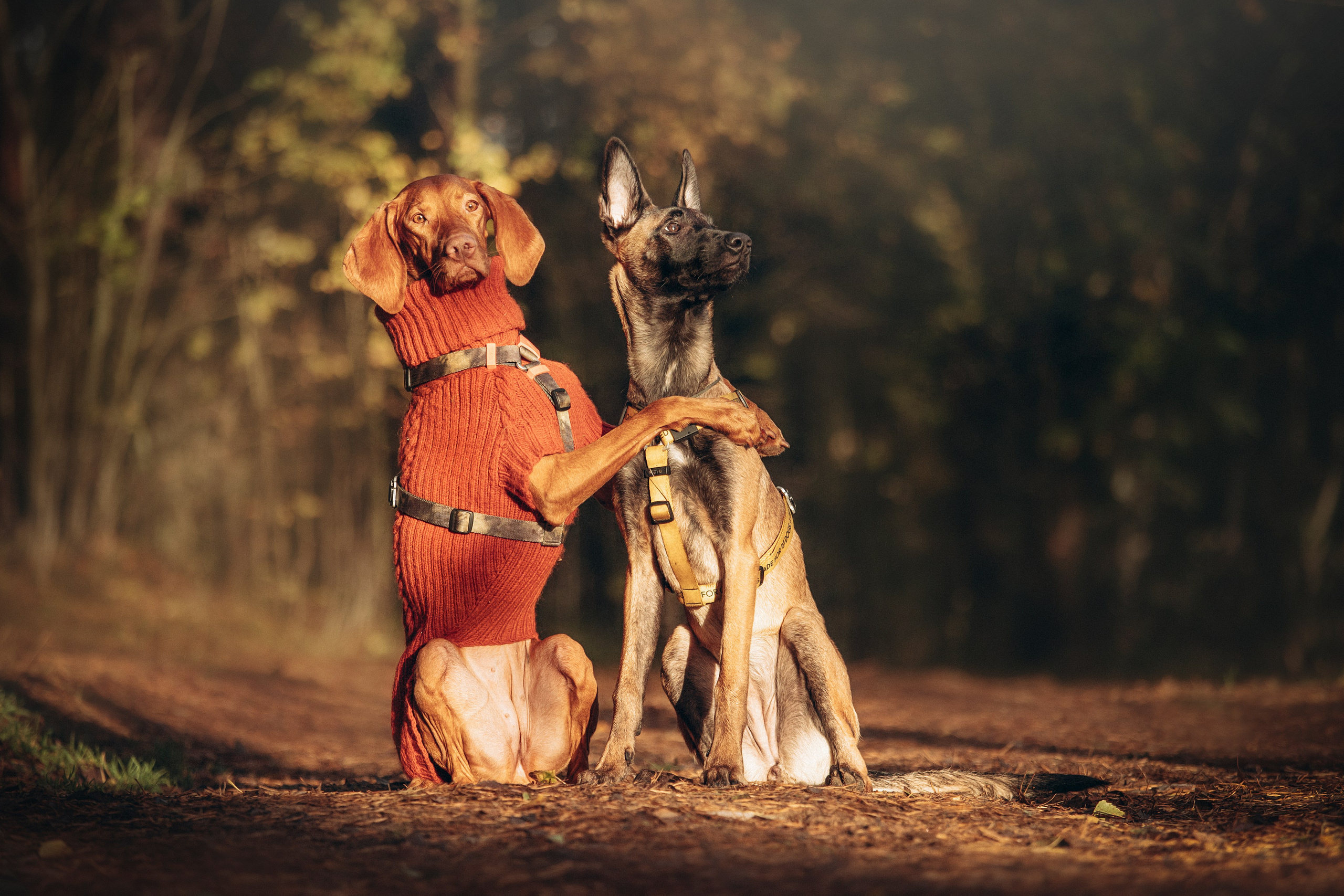 Трисс, Эста, Яся и их семья. Фотограф — Анималист | Санкт-Петербург