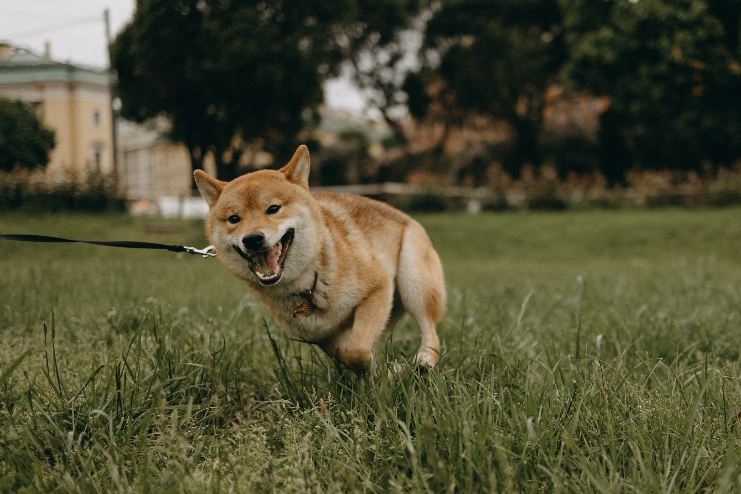 Сириус и его семья. Фотограф — Анималист | Санкт-Петербург