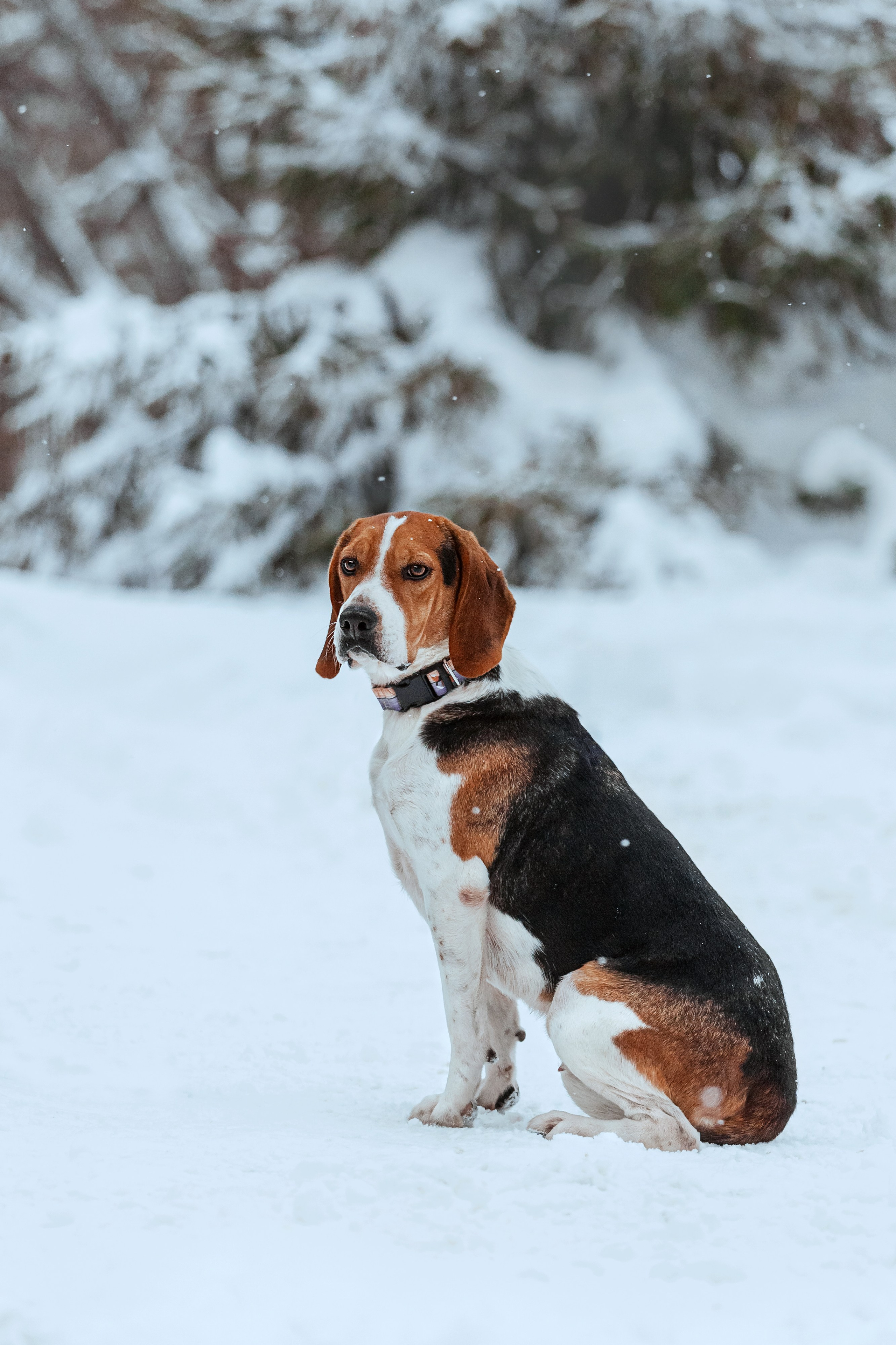 Дом для Биглей 2023. Фотограф-анималист Татьяна Степанова