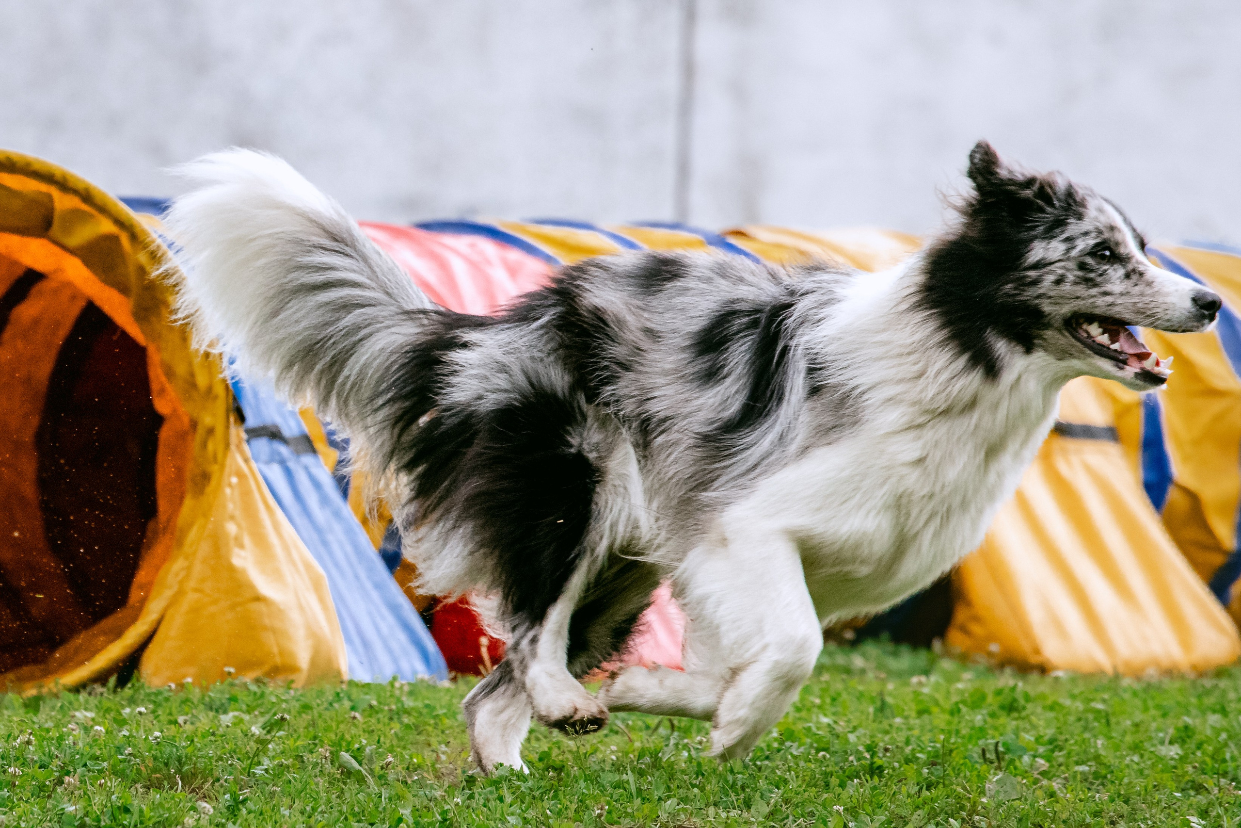 Соревнования по аджилити Долгопрудный 30.06.2025. Фотограф-анималист Татьяна Степанова