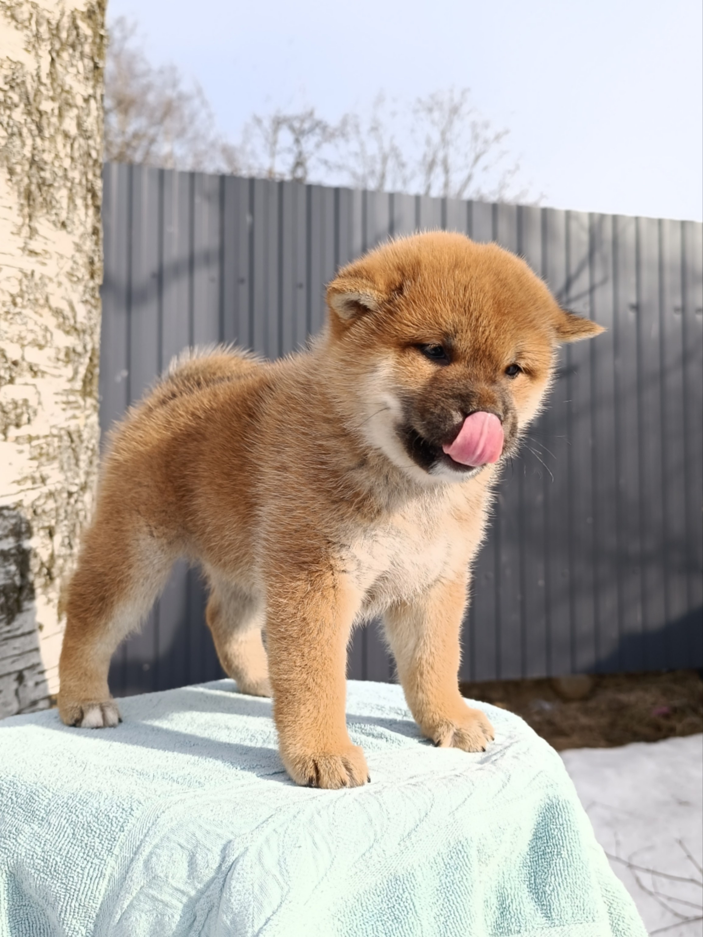 Сиба Rubylight Ellis питомник Рубилайт 