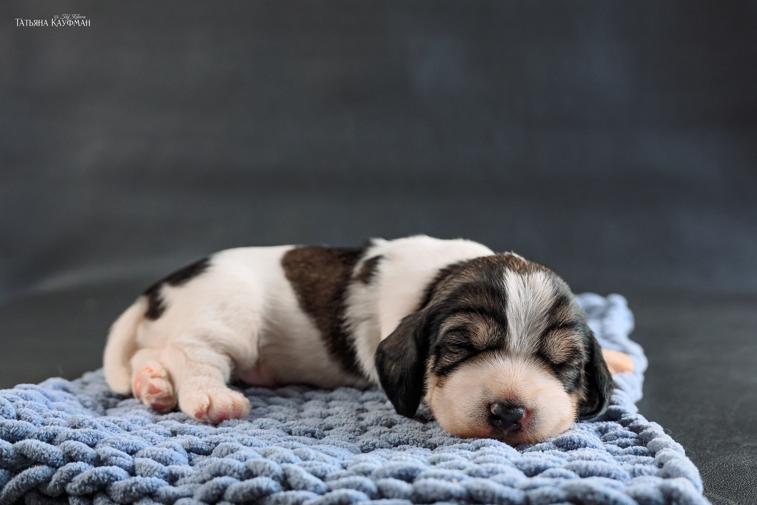 Малые вандейские бассет гриффоны. PVBG. Petit vandeen basset griffon, щенки в новосибирске. Питомник White Rivendel