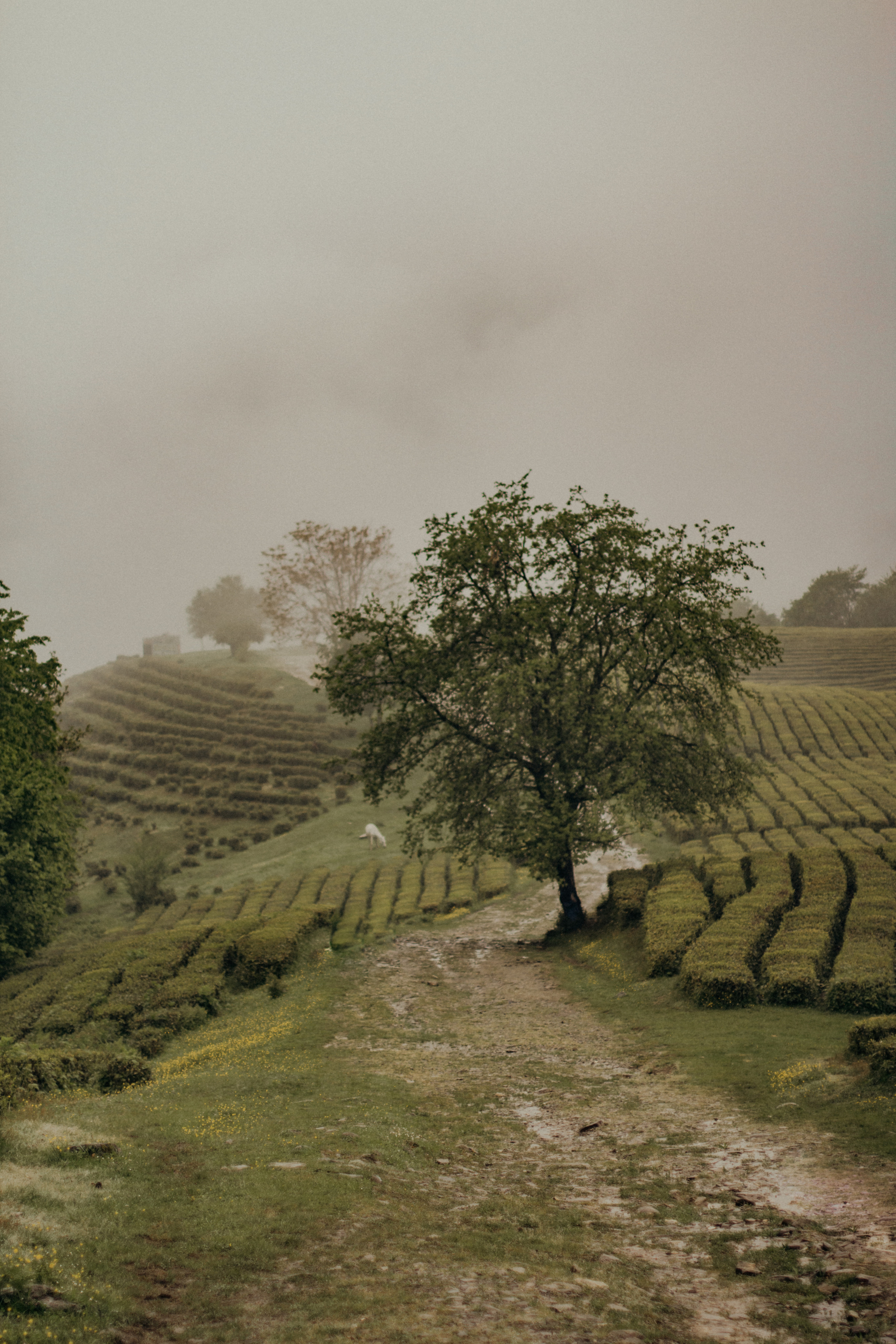 Пасмурное кино. Фотограф Сочи. Екатерина Афанасьева