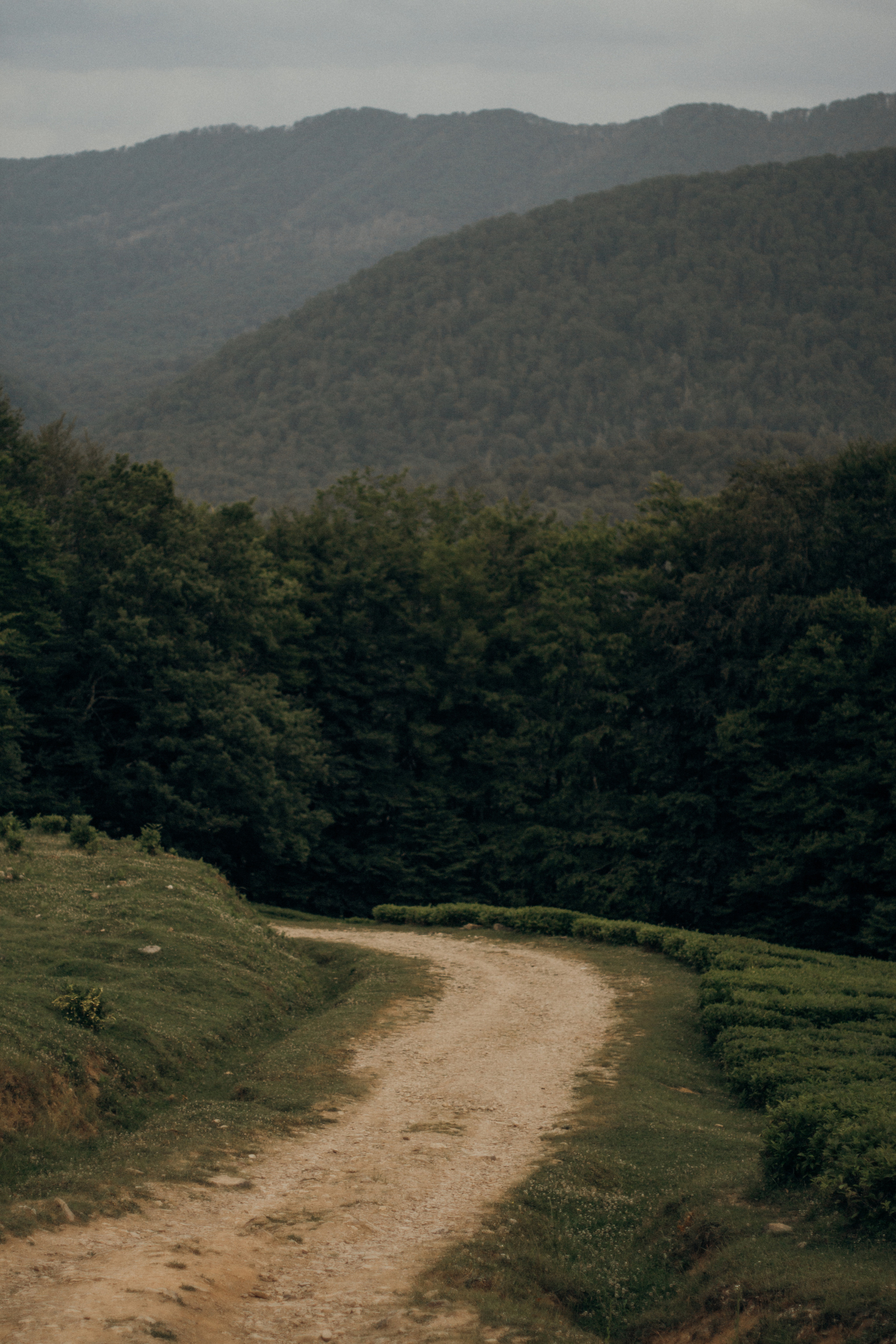 Чайный воздух. Фотограф Сочи. Екатерина Афанасьева