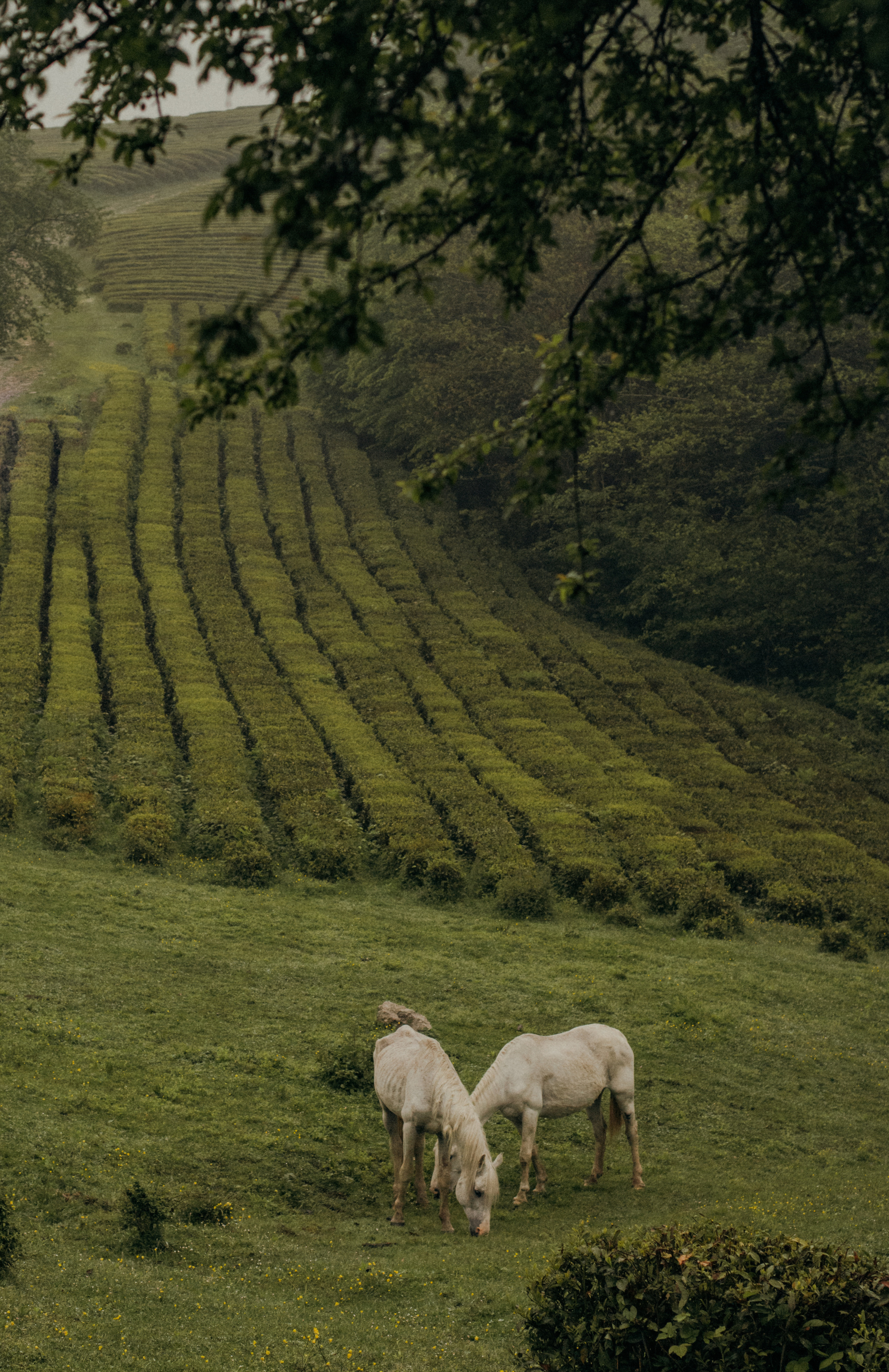 Пасмурное кино. Фотограф Сочи. Екатерина Афанасьева
