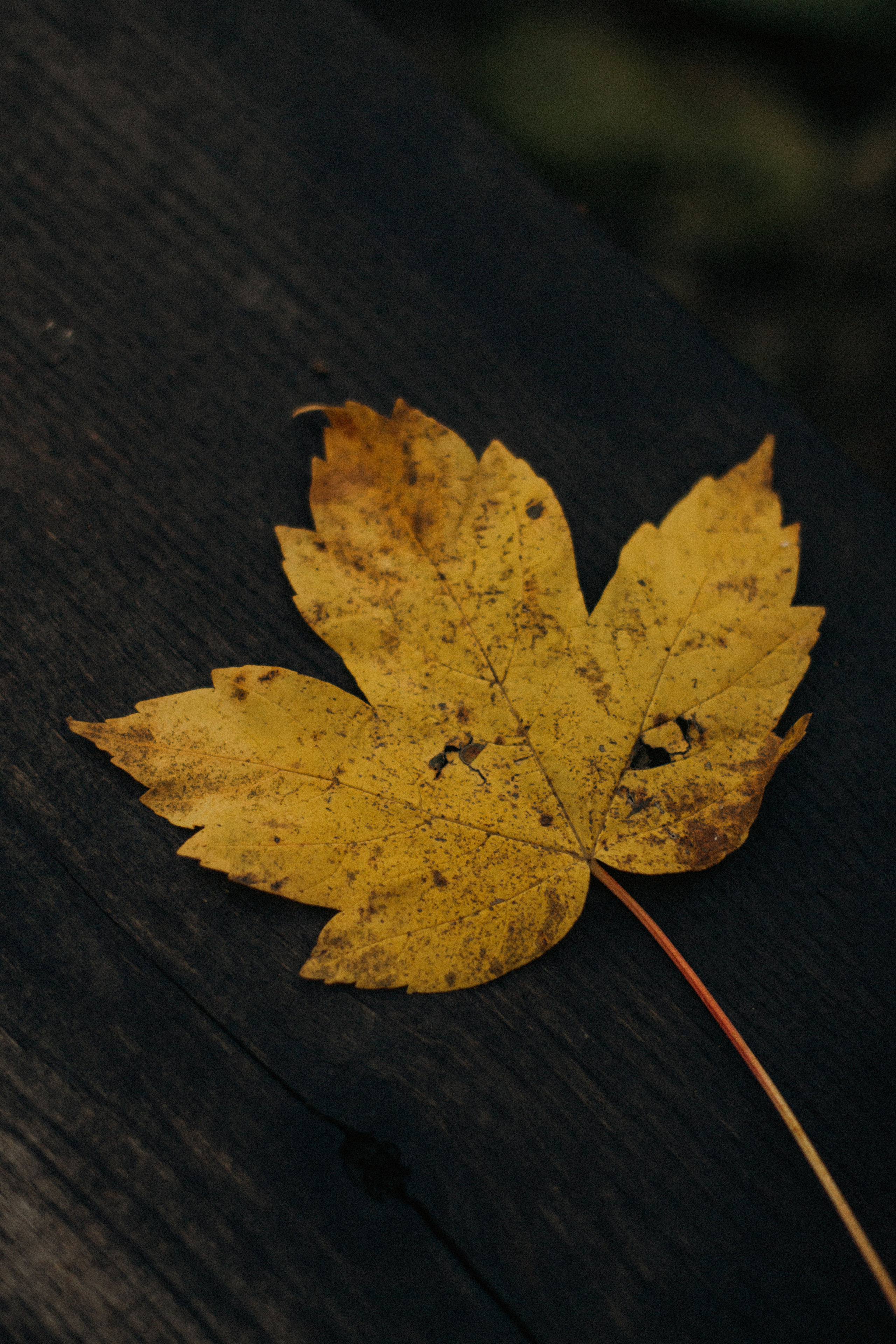 Клятва у водопада. Фотограф Сочи. Екатерина Афанасьева