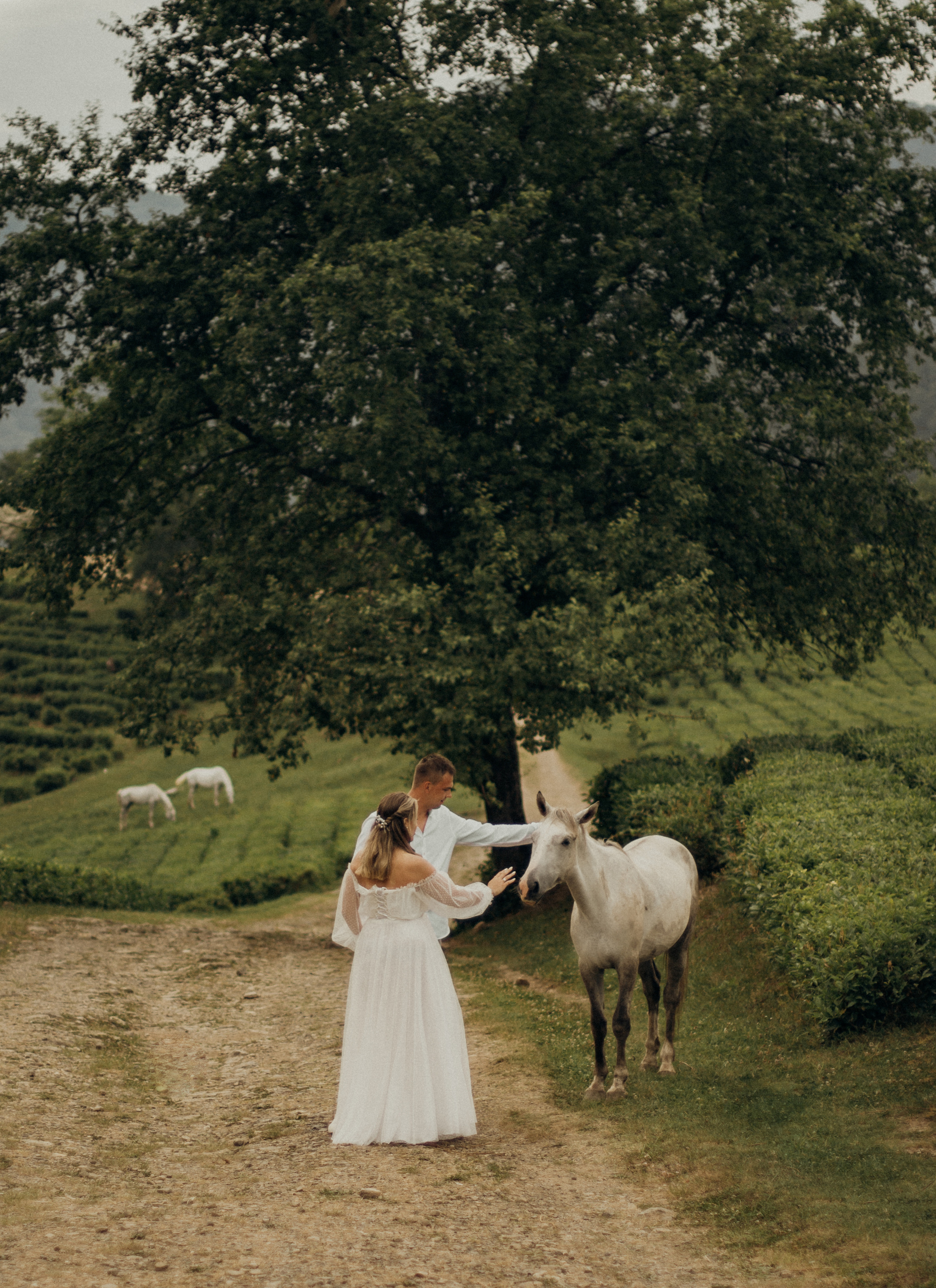 Чайный воздух. Фотограф Сочи. Екатерина Афанасьева