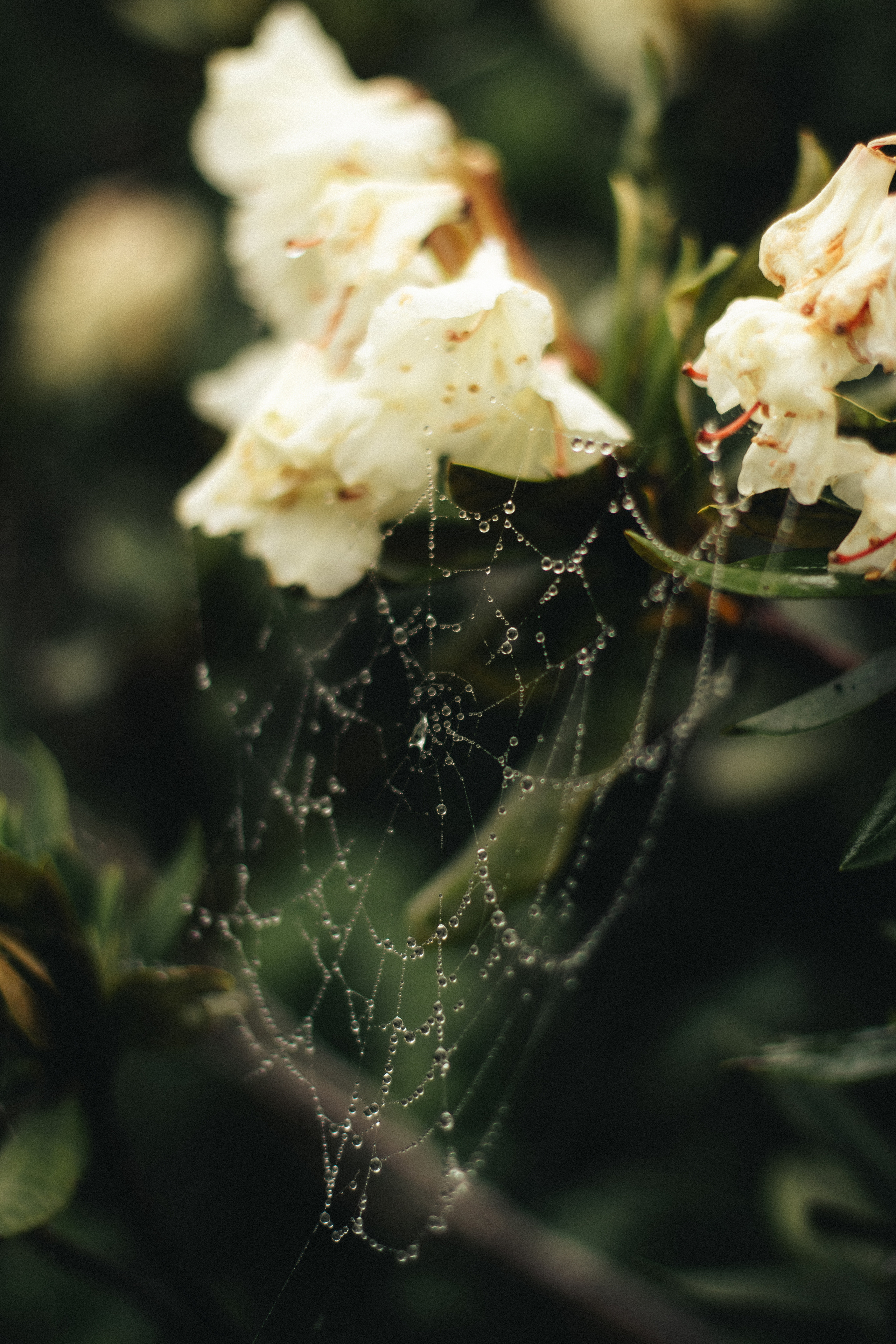 Настя|миша. Фотограф Сочи. Екатерина Афанасьева