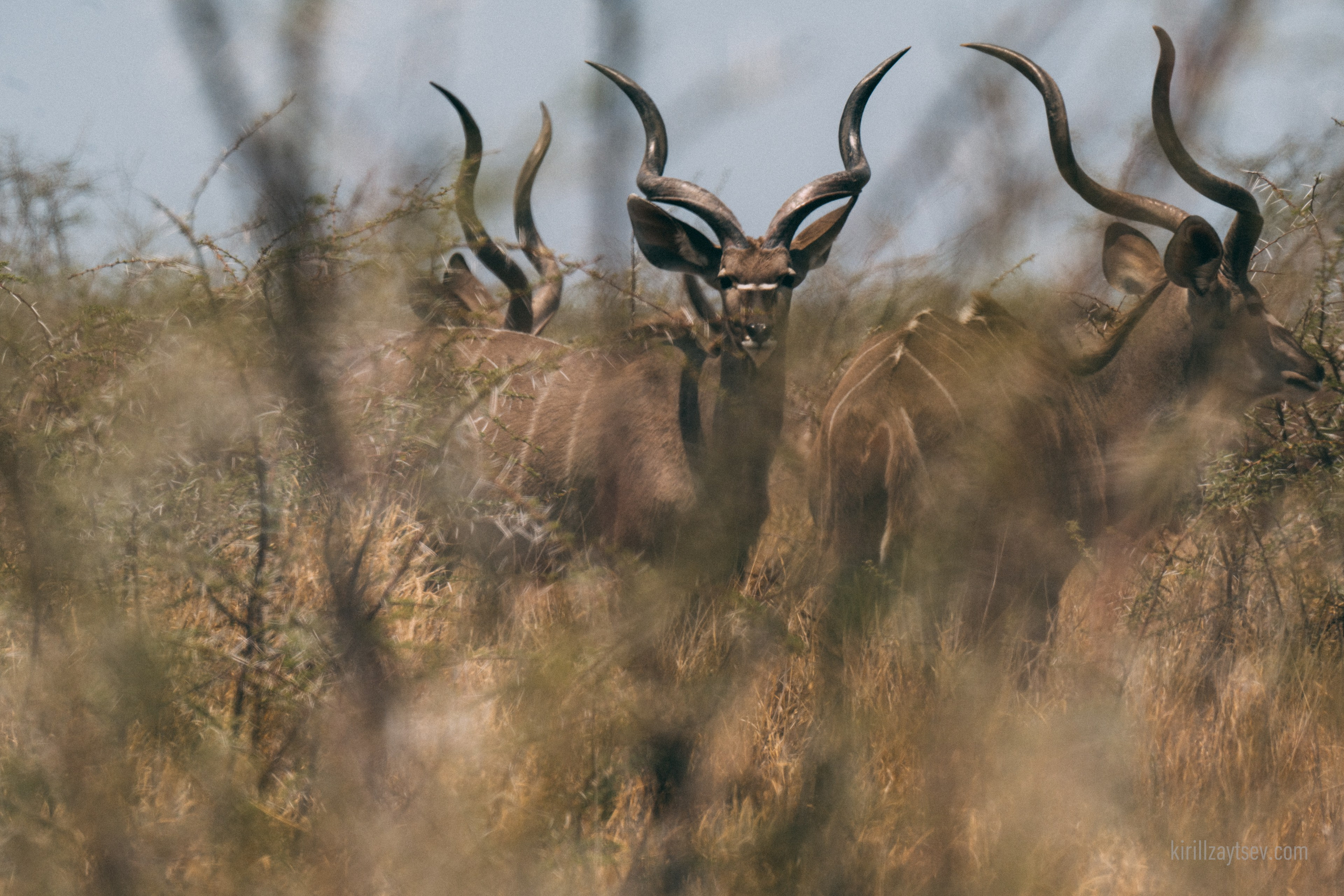 Жизнь. Профессиональный фотограф Кирилл Зайцев