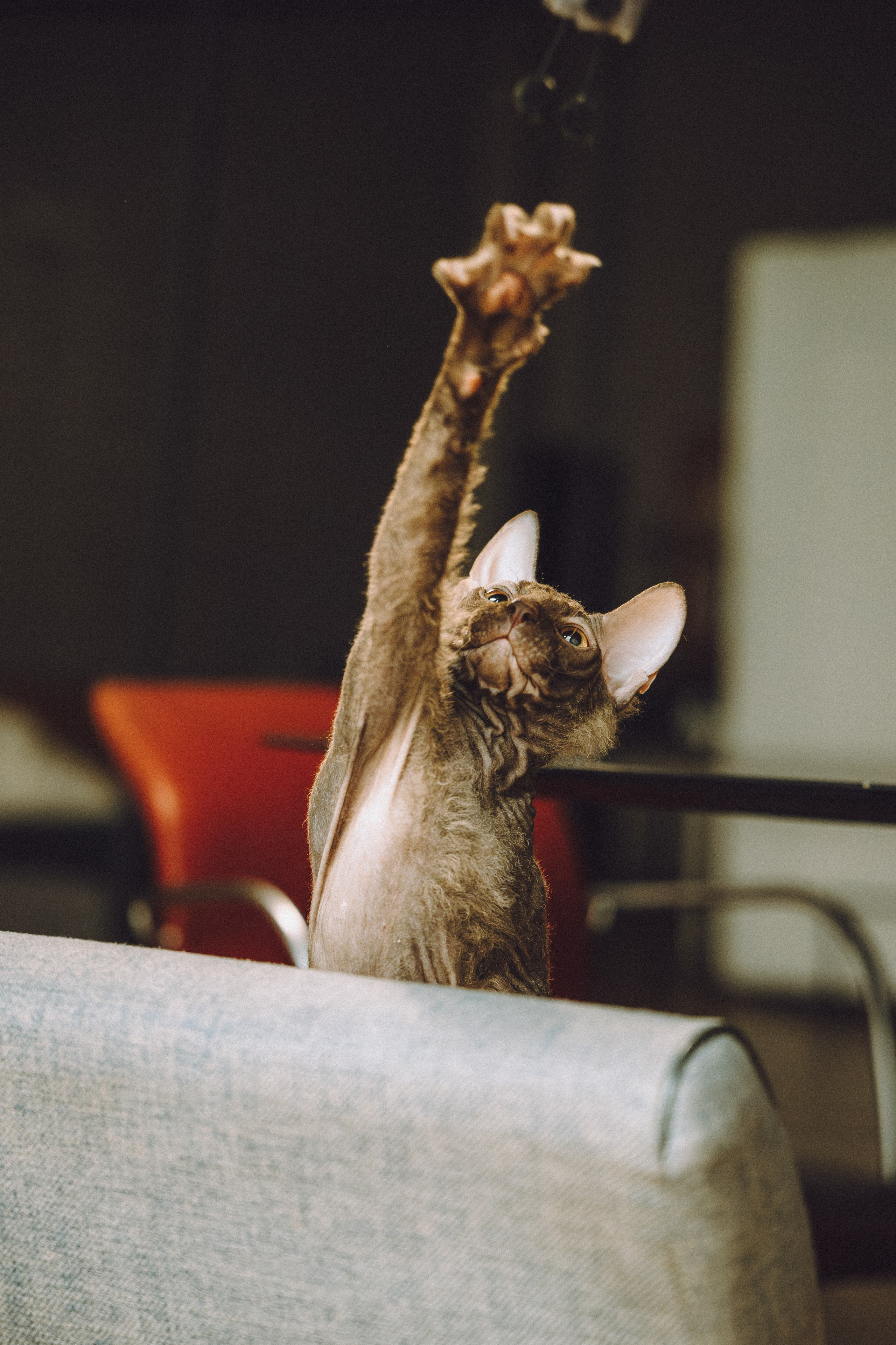 Кокос, Света, Динара и Вилли