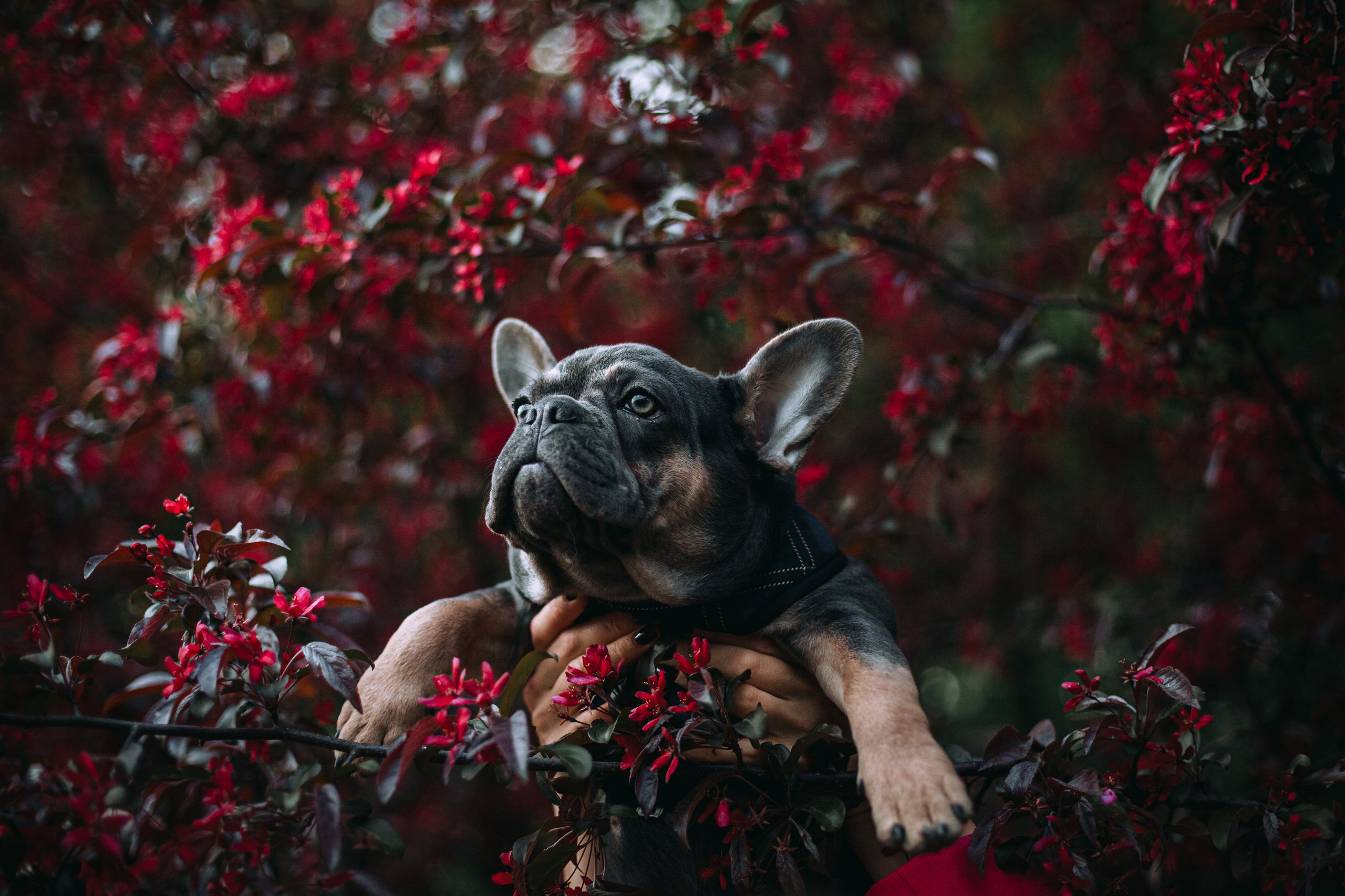 Даша и Мишель. Фотограф-анималист Татьяна Степанова